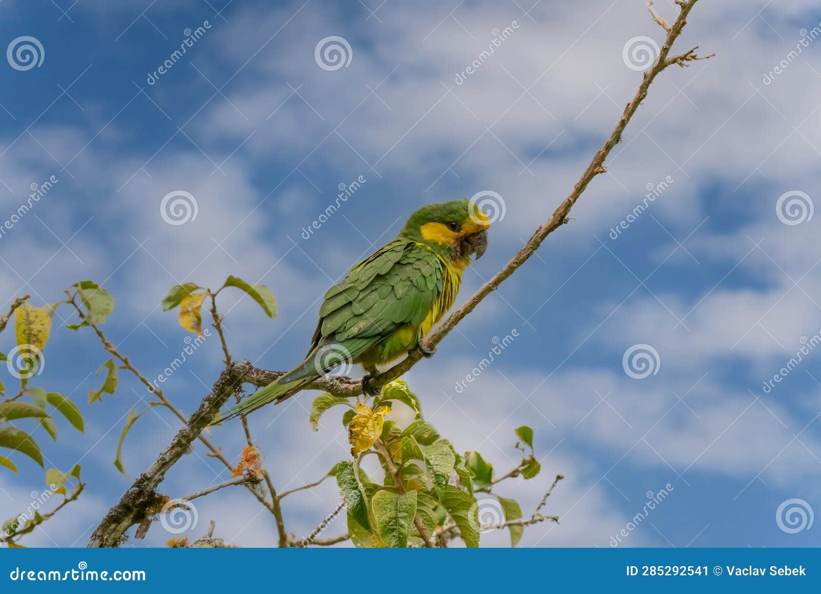 loro orejiamarillo yellow-eared parrot