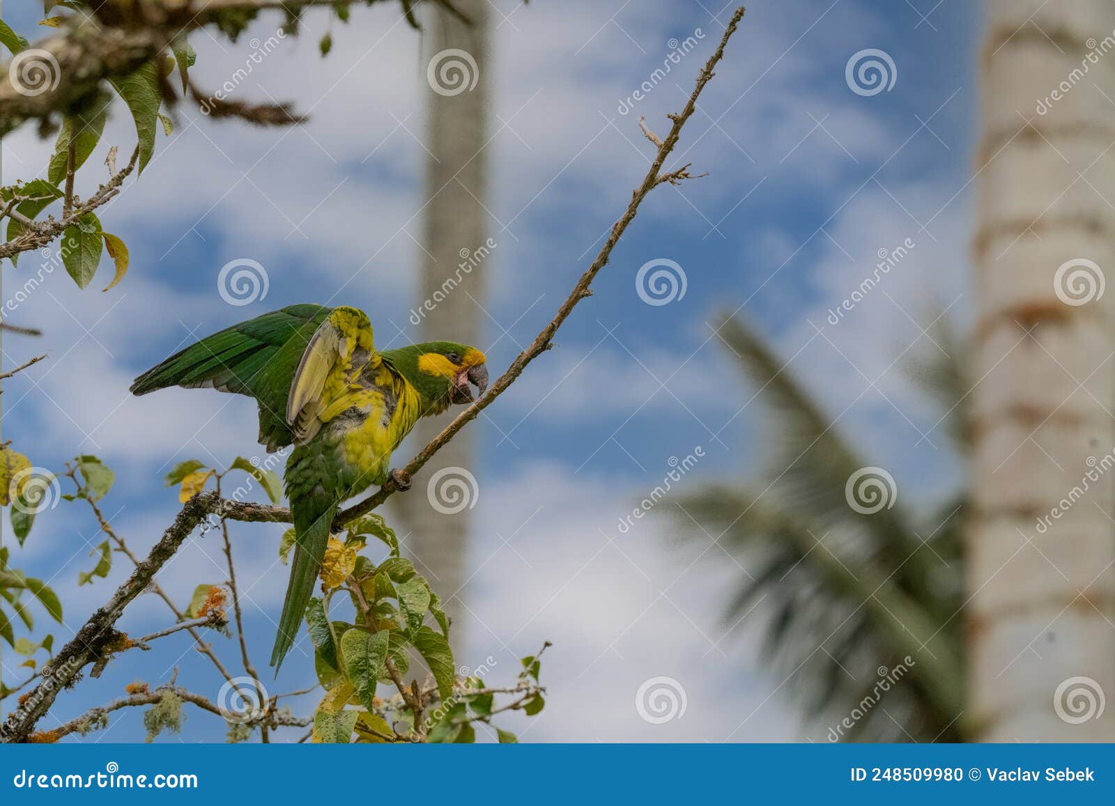 loro orejiamarillo yellow-eared parrot ognorhynchus icterotis