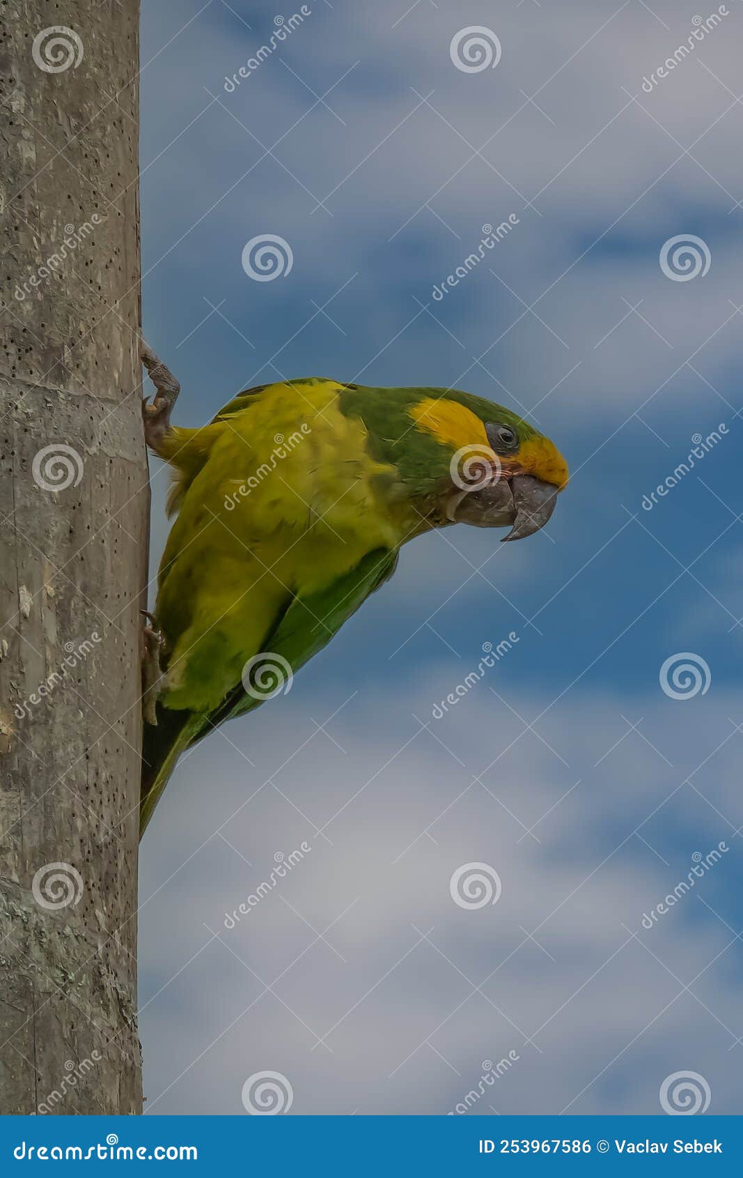 loro orejiamarillo yellow-eared parrot ognorhynchus icterotis