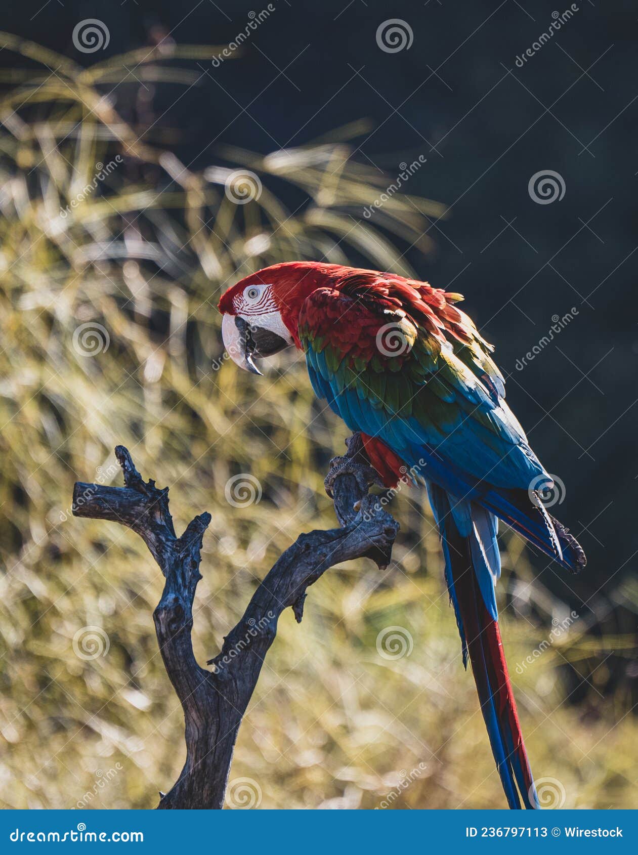 loros posando en espectaculo de aves