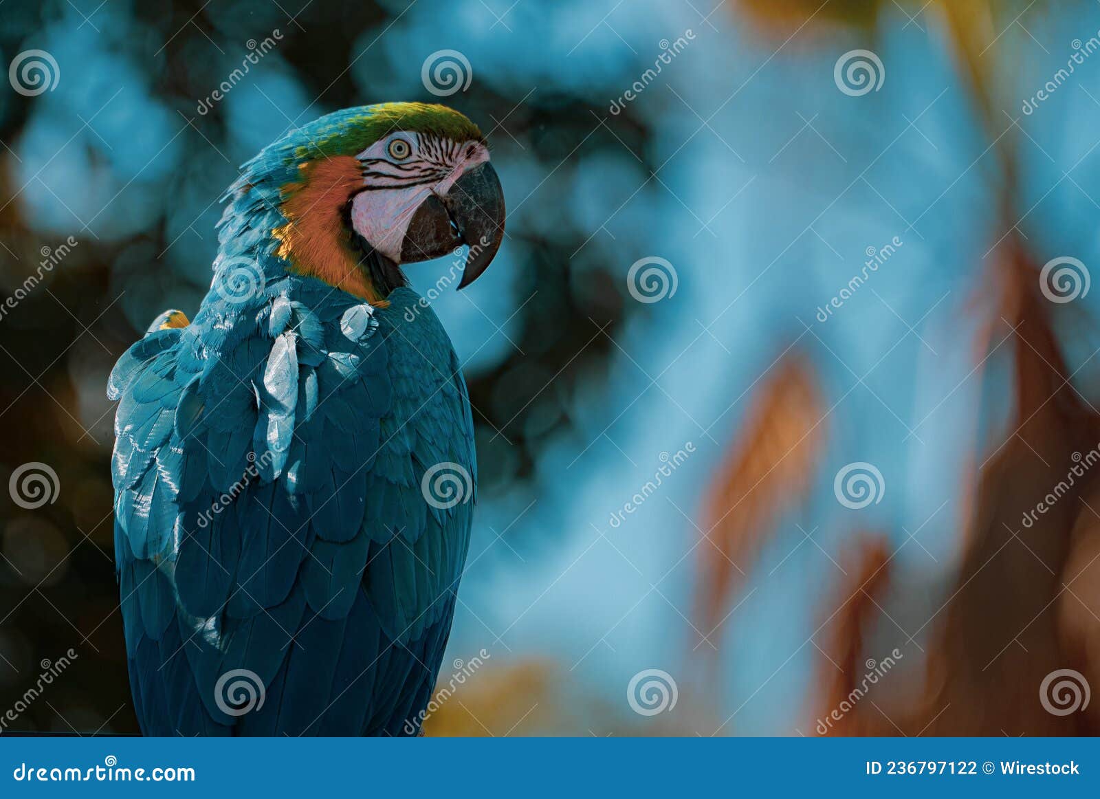 loros posando en espectaculo de aves