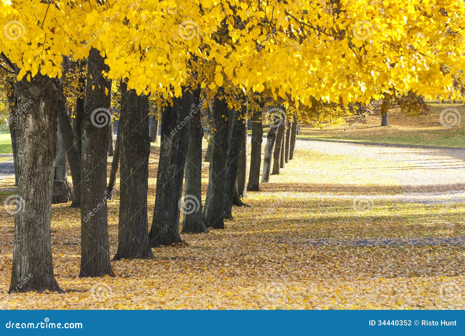 Los árboles Con Las Hojas Amarillas Crecen En Fila En El Otoño Foto de  archivo - Imagen de alto, hoja: 34440352