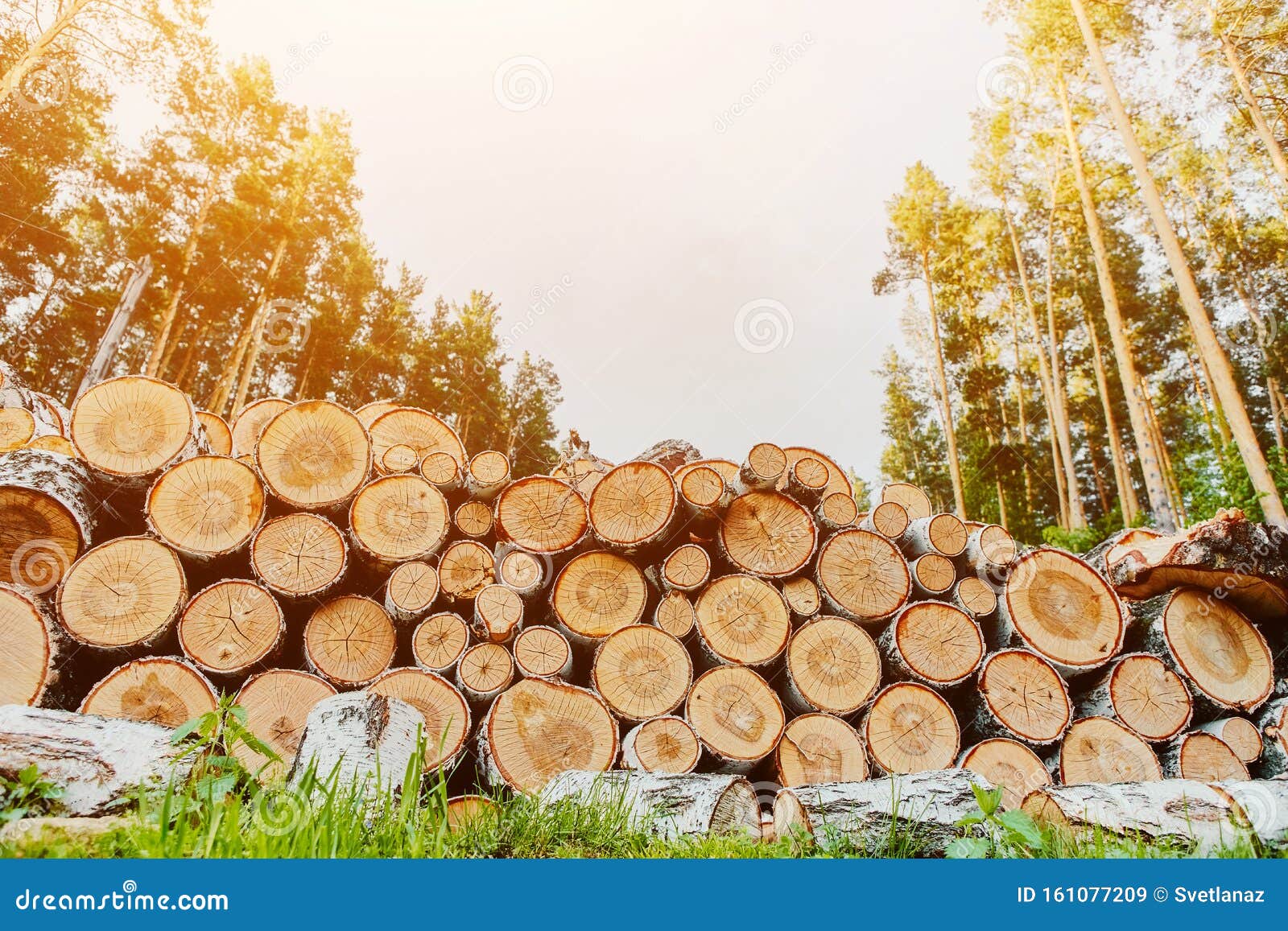 Los árboles Cortados Son Apilados Y Preparados Para Cortar En Leña Imagen  de archivo - Imagen de paisaje, corte: 161077209