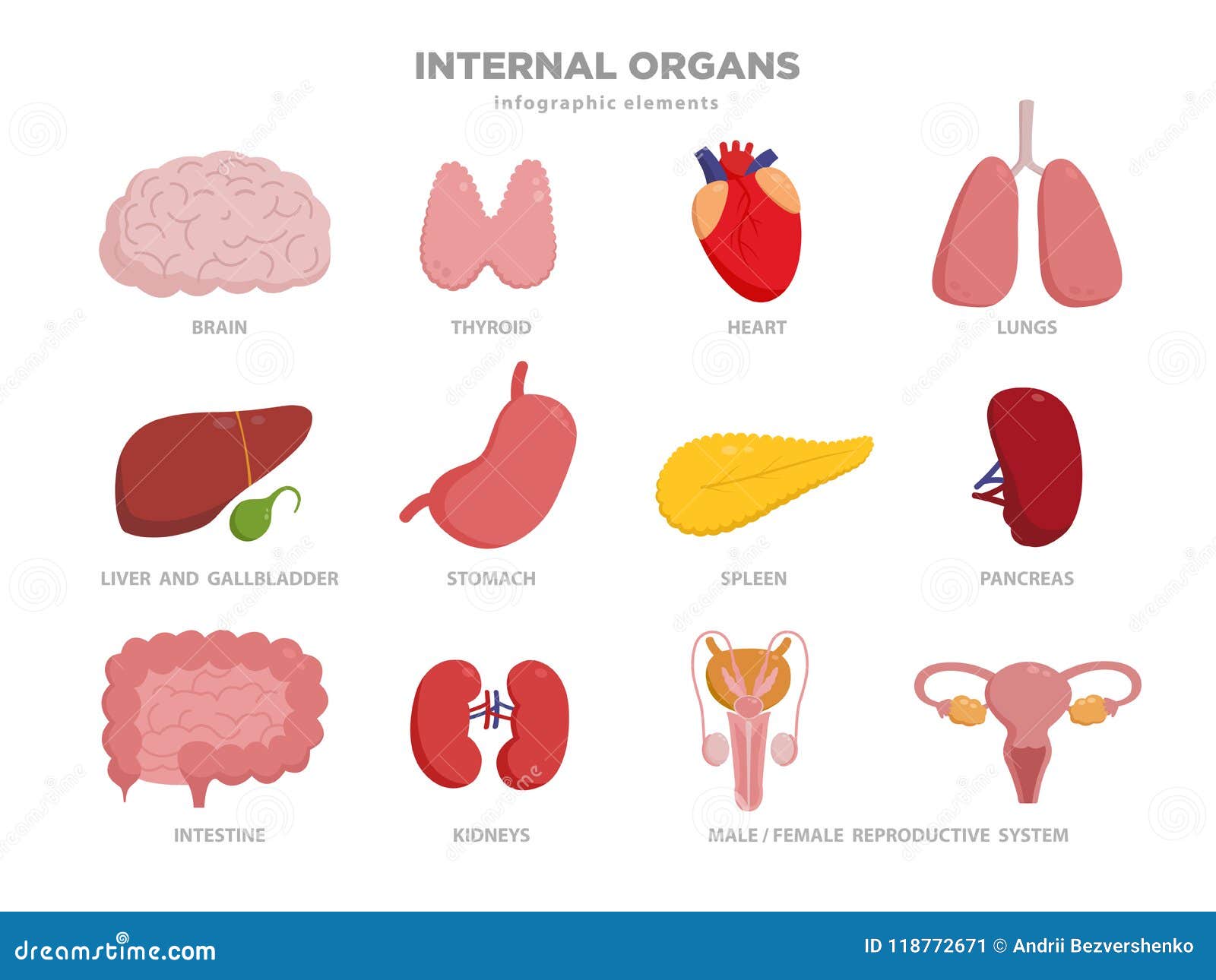 Los órganos Humanos Lindos Vector El Ejemplo De Los Personajes De Dibujos  Animados En Diseño Plano Sistema Del Icono De Los órgan Ilustración del  Vector - Ilustración de lindo, salud: 118772671