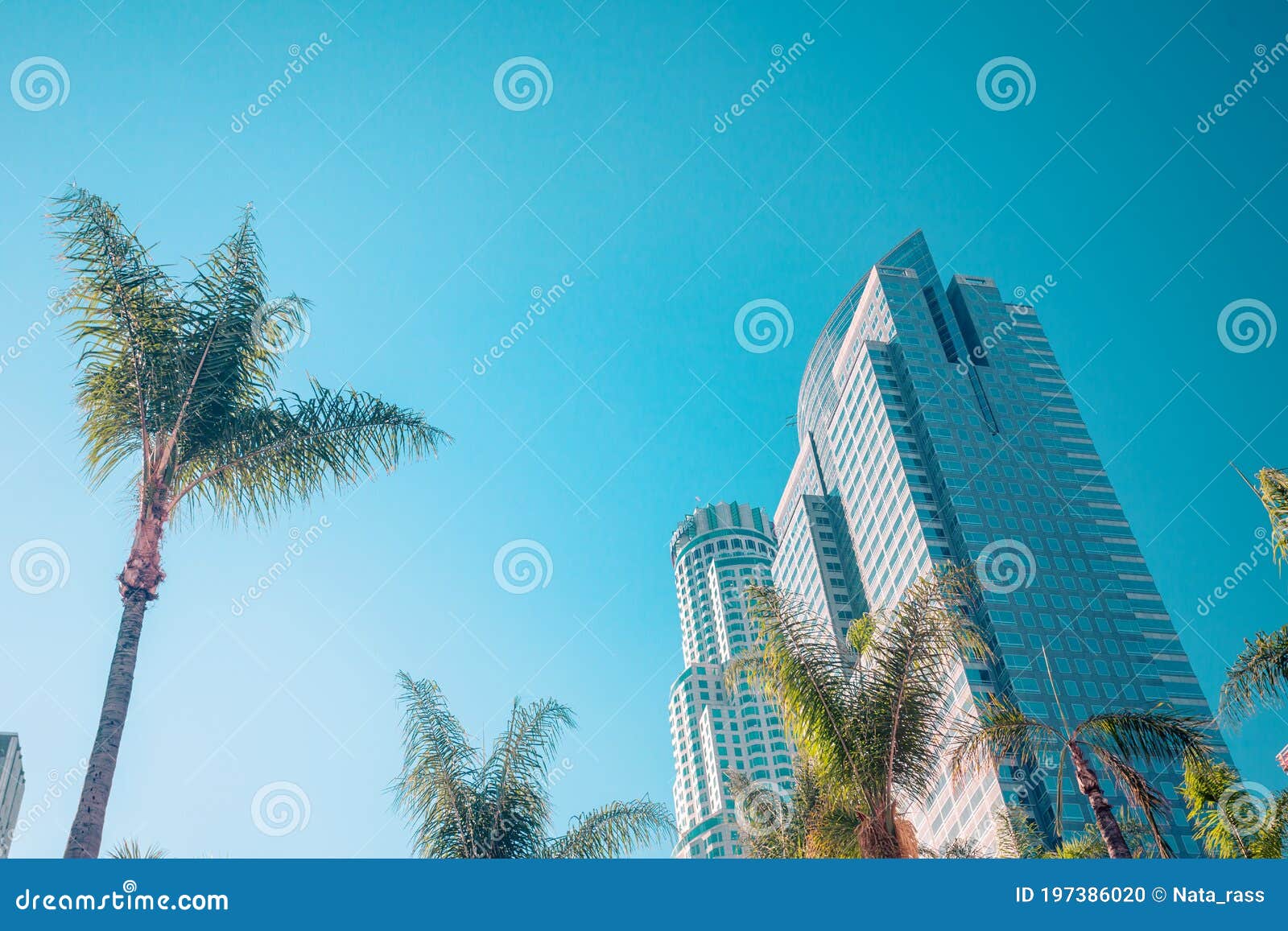 los angeles downtown skyscrapper and palm with copy space