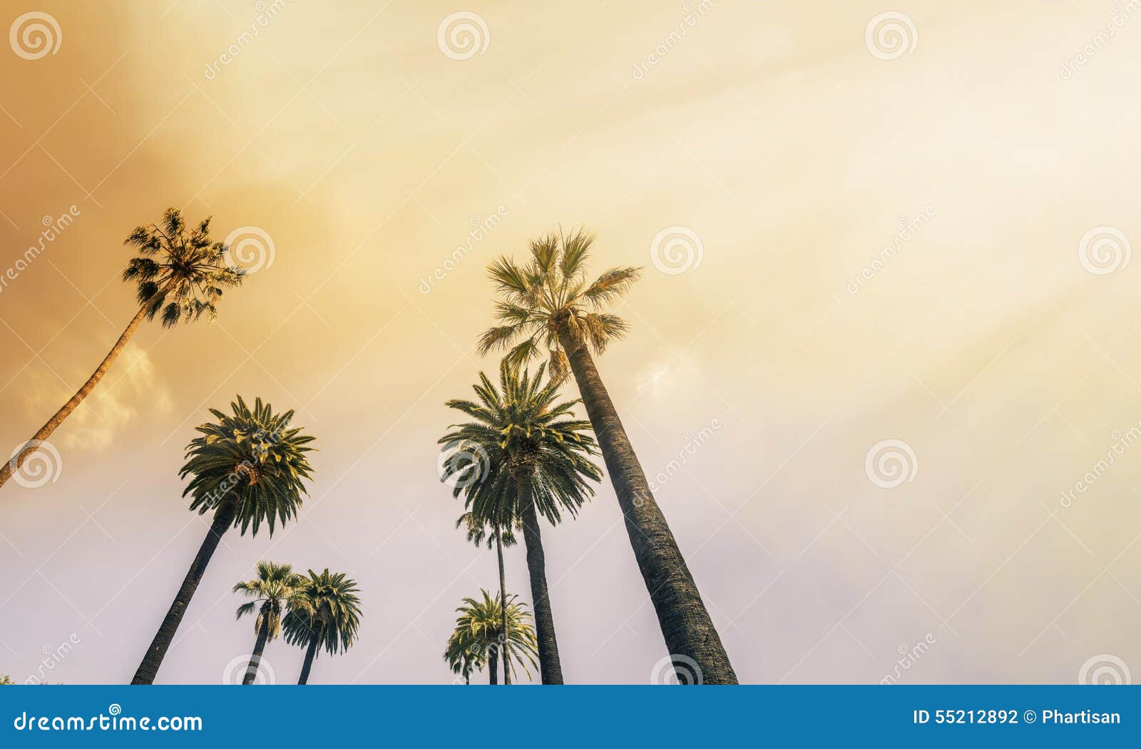 los angeles, west coast palm tree sunshine