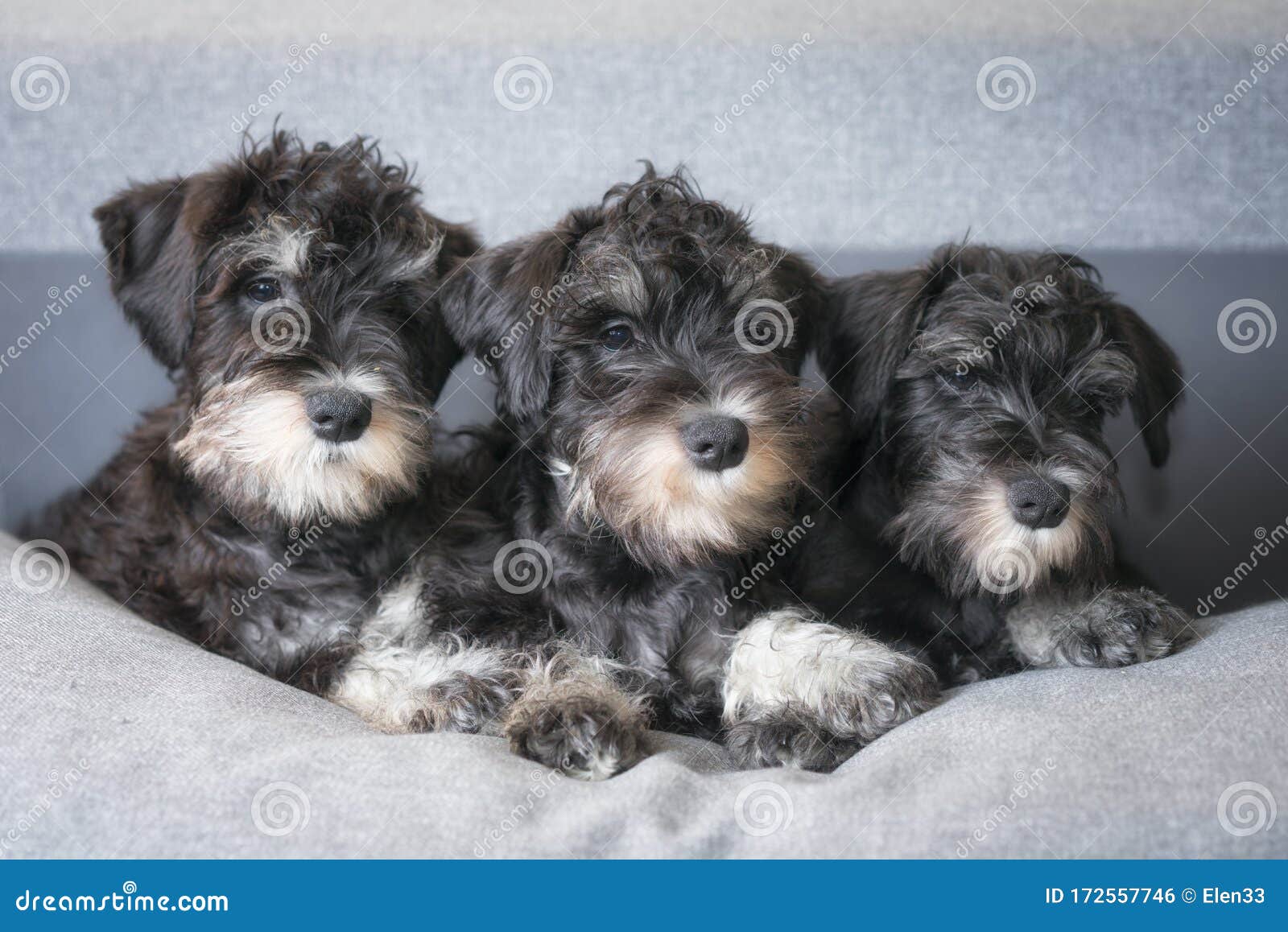 Los Cachorros Schnauzer En Miniatura Están Sobre Foto de archivo - Imagen  de animal, mirada: 172557746