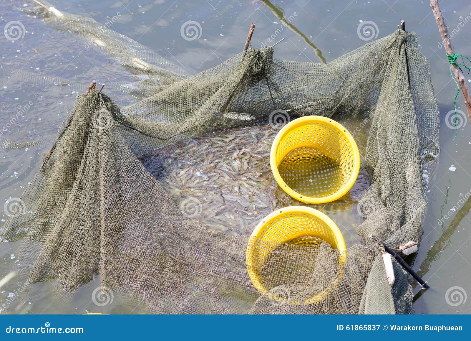 Camarones Se Cogen En Redes Imagen de - Imagen de alimento: 61865837