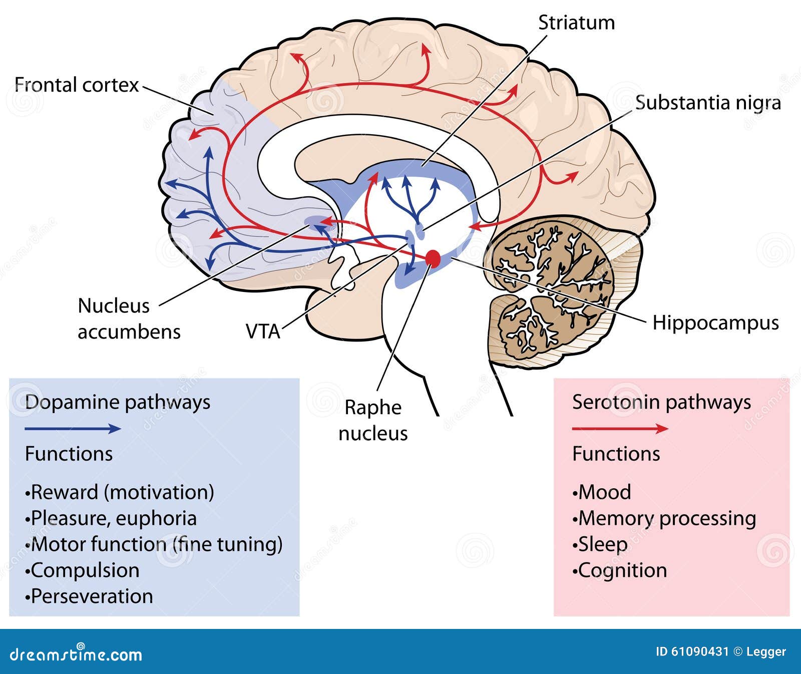 los-caminos-de-la-dopamina-y-de-la-serotonina-en-el-cerebro-61090431.jpg