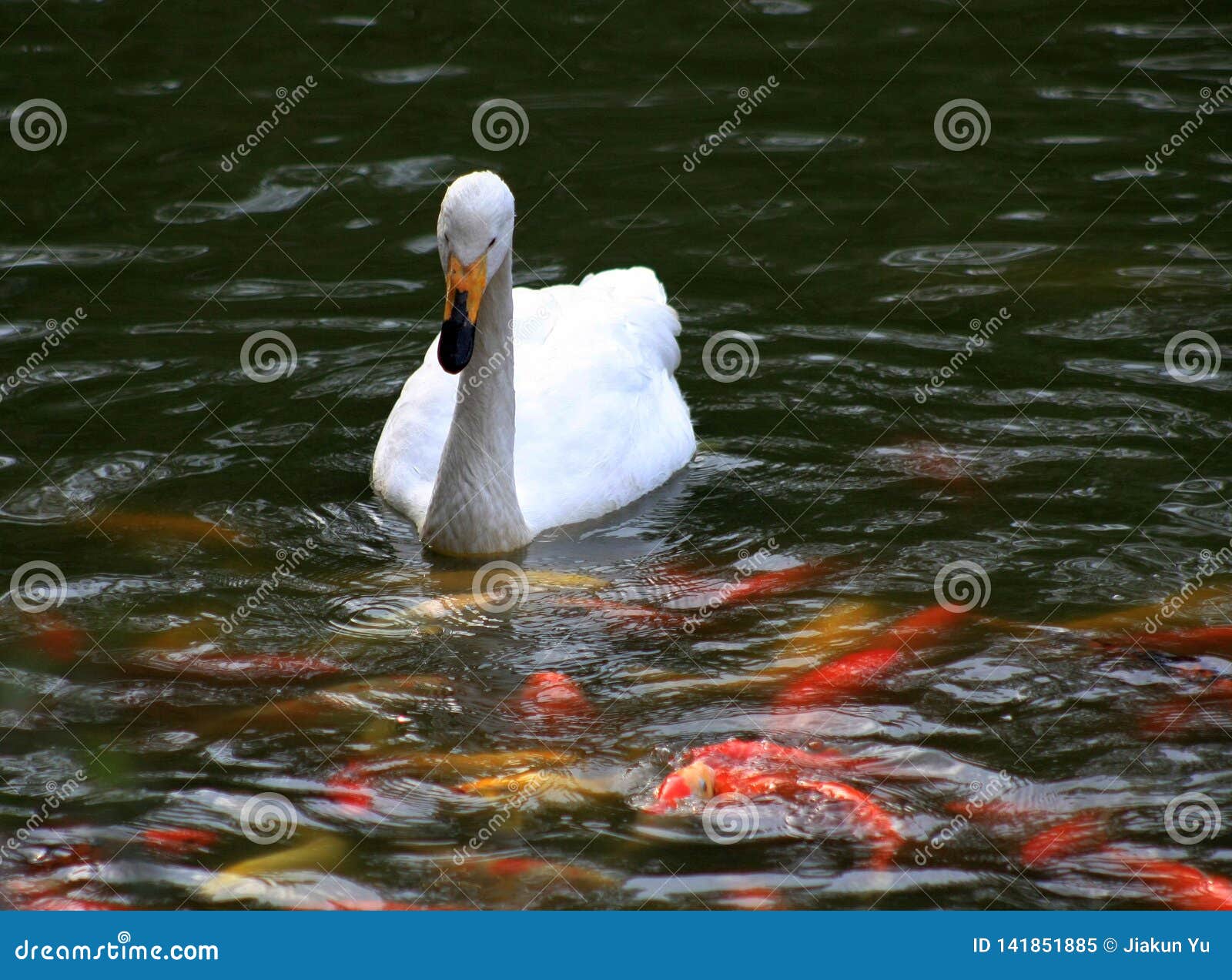 Los Cisnes Estan Nadando En El Pez De Colores Withred Y Amarillo