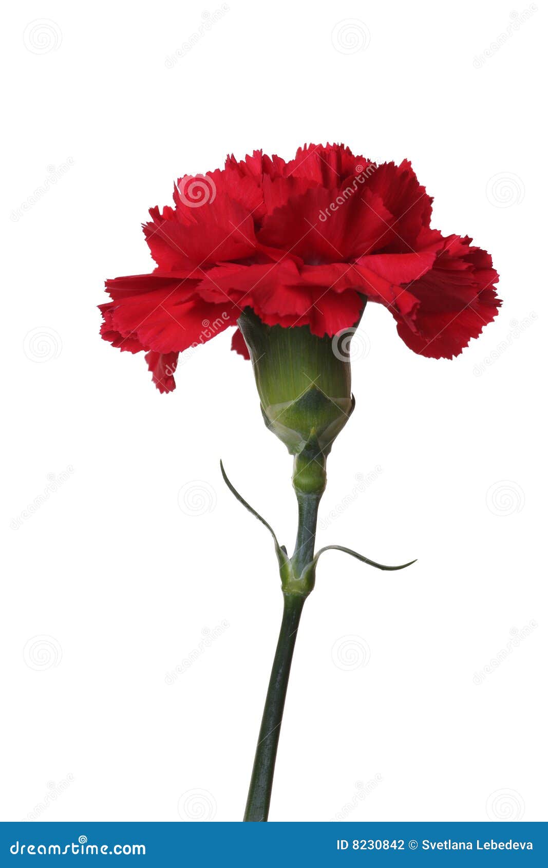Los Claveles Rojos Son Las Flores De La Victoria. Foto de archivo - Imagen  de clavel, hoja: 8230842