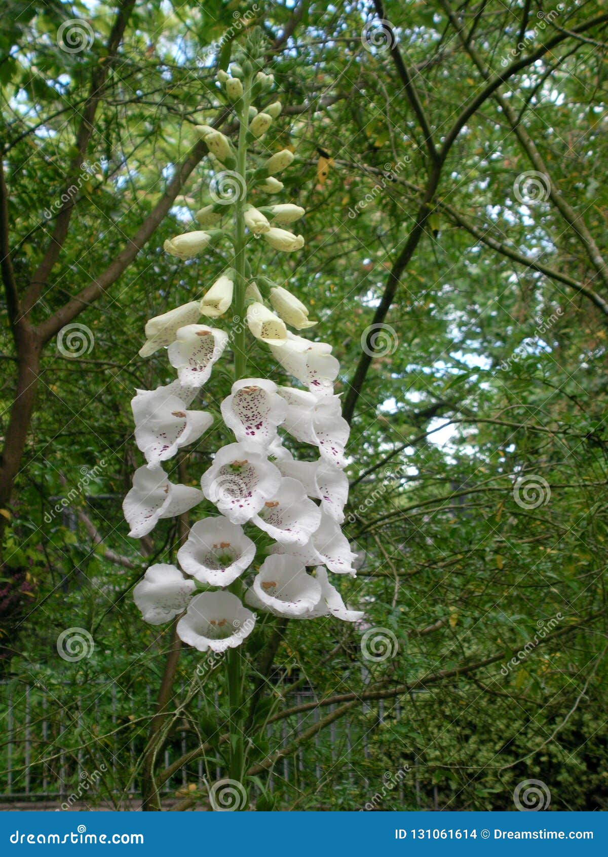 Y así insondable Corte de pelo Los Flores Blancos Colgantes Florecen Foto de archivo - Imagen de colgante,  flor: 131061614