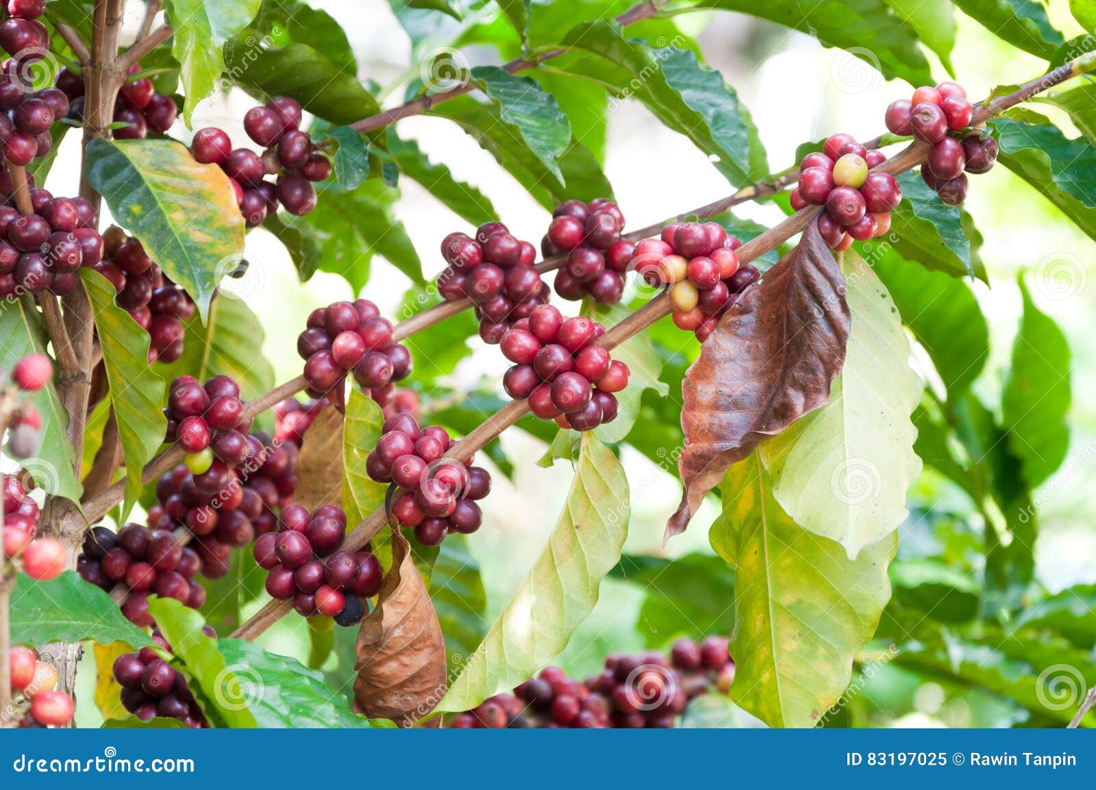 Los Granos De Café Frescos En árbol De Las Plantas, Café Fresco Del Arabica Dan  Fruto Imagen de archivo - Imagen de hoja, fruta: 83197025