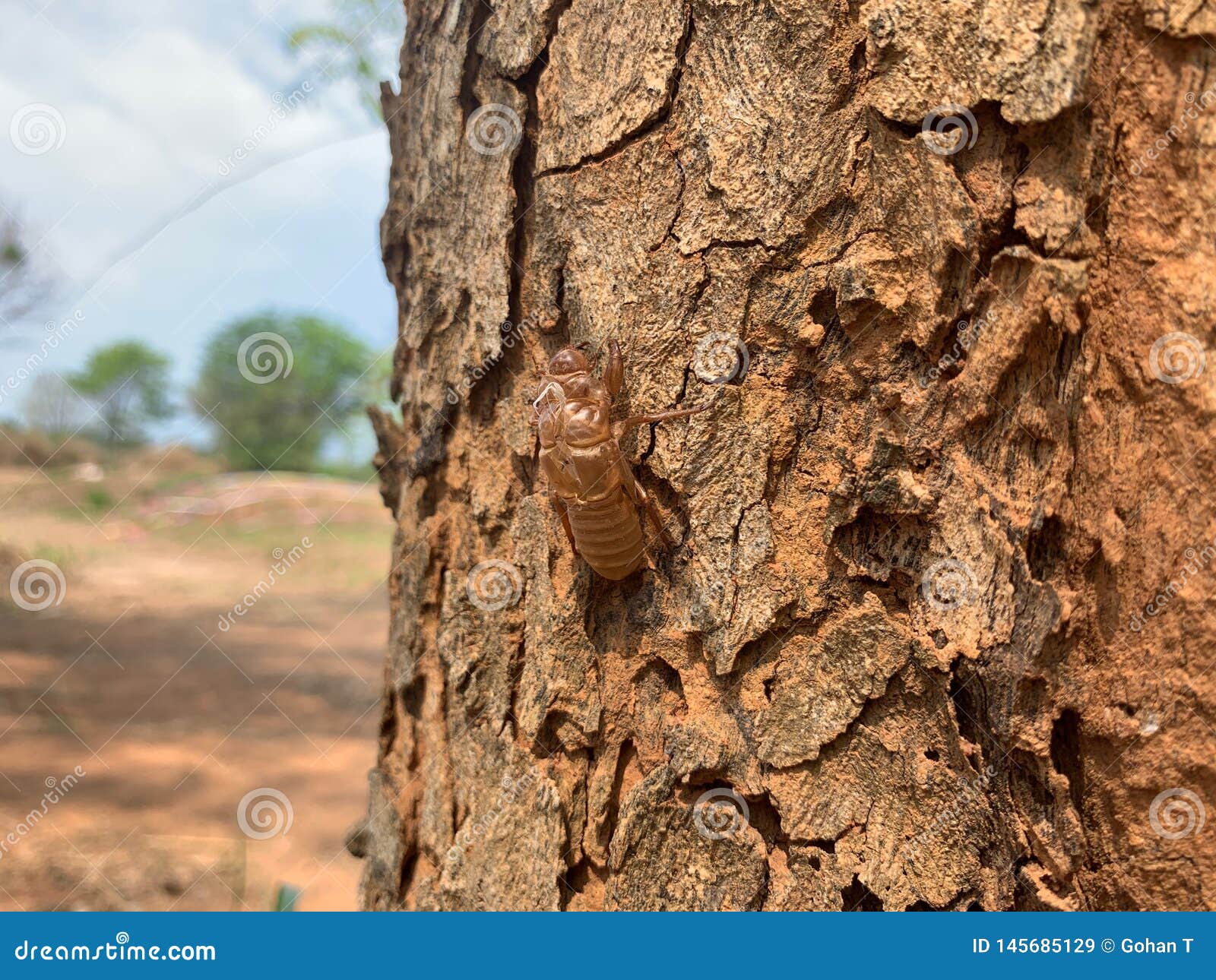 Los Insectos Que Mudan Al Lado De árboles Grandes Ajustan Según El  Ambiente, Manchas Del Insecto Imagen de archivo - Imagen de roble, manchas:  145685129