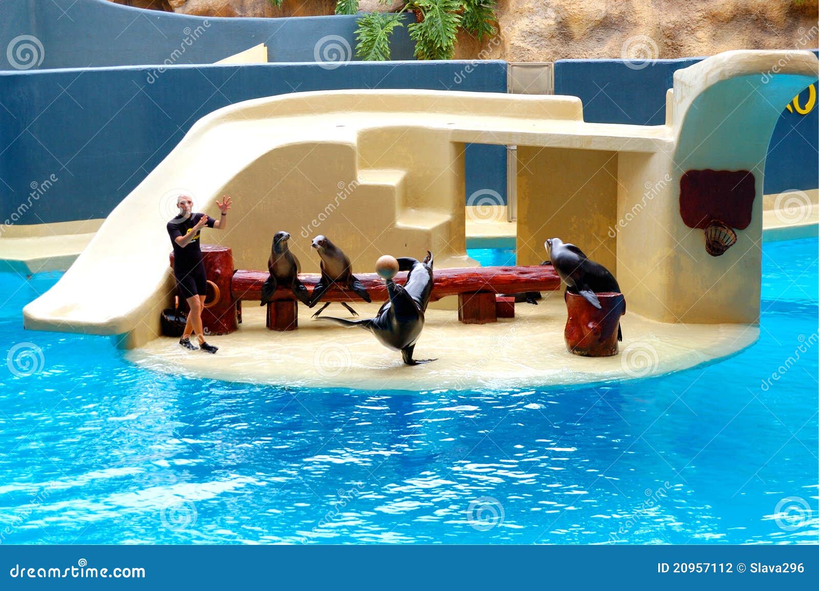 Los Leones De Mar Muestran En Loro Parque Fotografía editorial Imagen