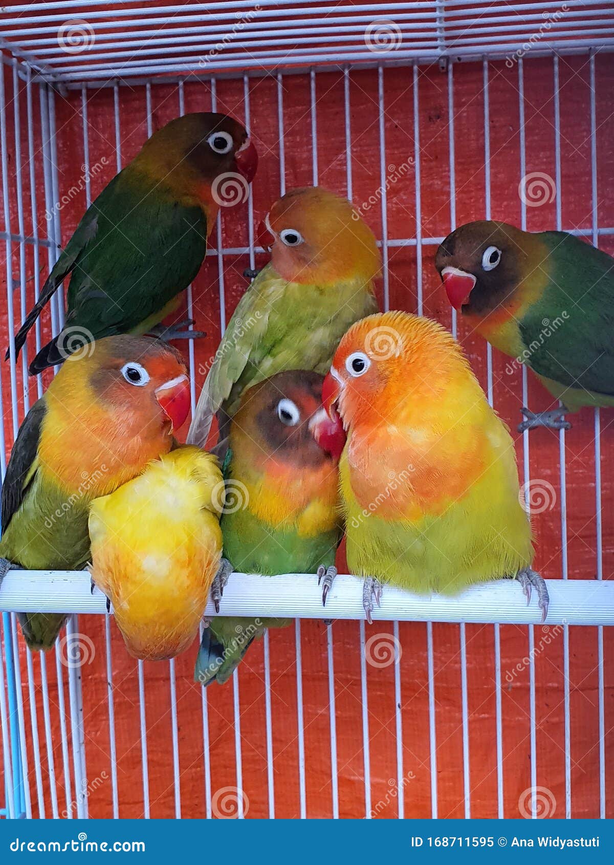 Los Pájaros Pequeños Son Lindos Y Hermosos Imagen de archivo - Imagen de  lindo, jaula: 168711595