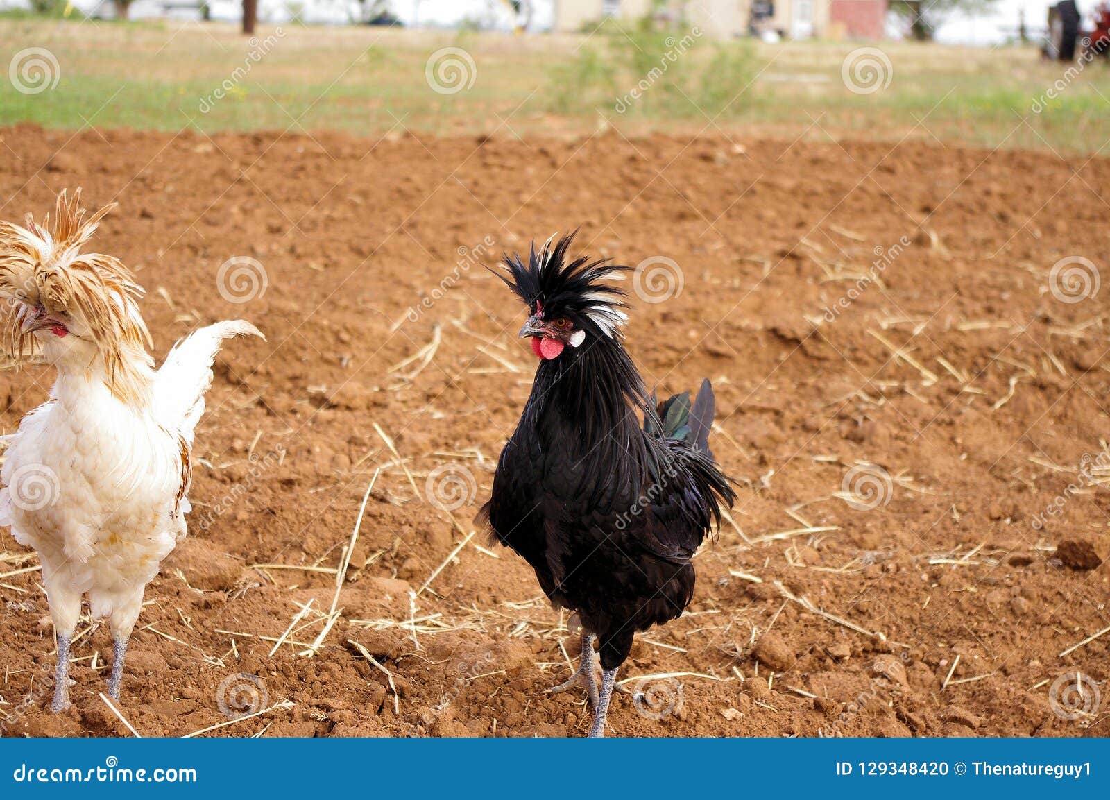 Los Pares De Blanco Y De Negro Pulen Gallos Con Cresta Con Los Peinados  Locos Foto de archivo - Imagen de barniz, confuso: 129348420