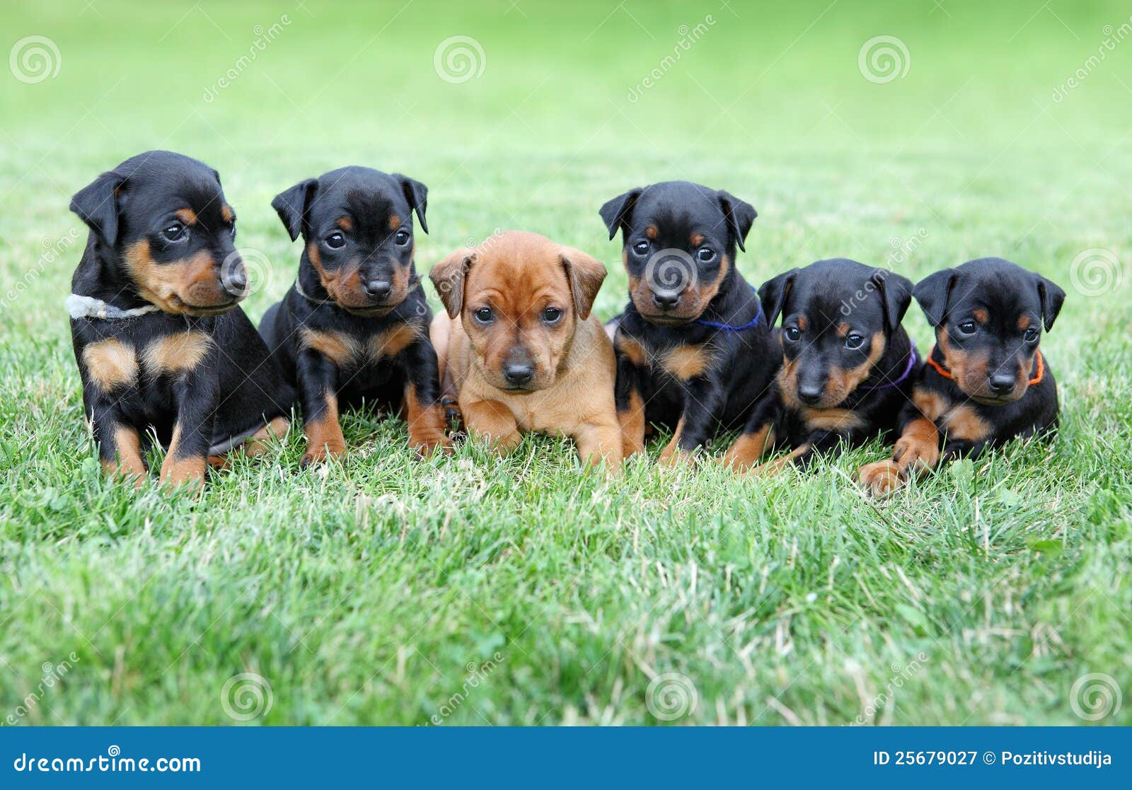 Los Cachorros De Pinscher Miniatura Imagen de archivo - Imagen de  doméstico, negro: 25679027, image size:1600x1117