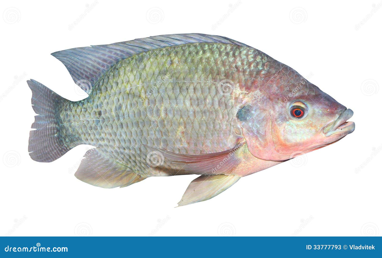 Los Pescados De La Tilapia (mossambicus De Oreochromis). Imagen de