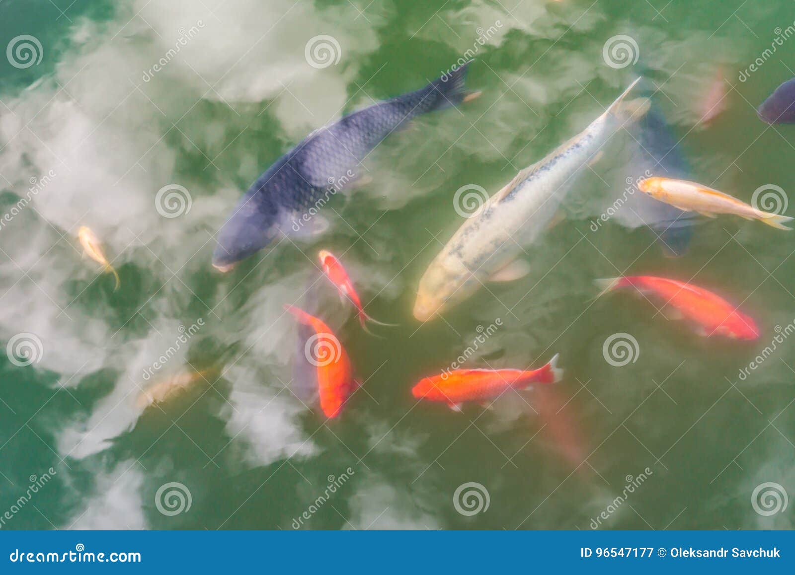 Los pescados decorativos coloridos y las nubes agua-reflejadas flotan en una charca artificial, visión superior. Vemos las flores amarillas de un lirio de agua en agua azul con las hojas hermosas verdes con reflexiones