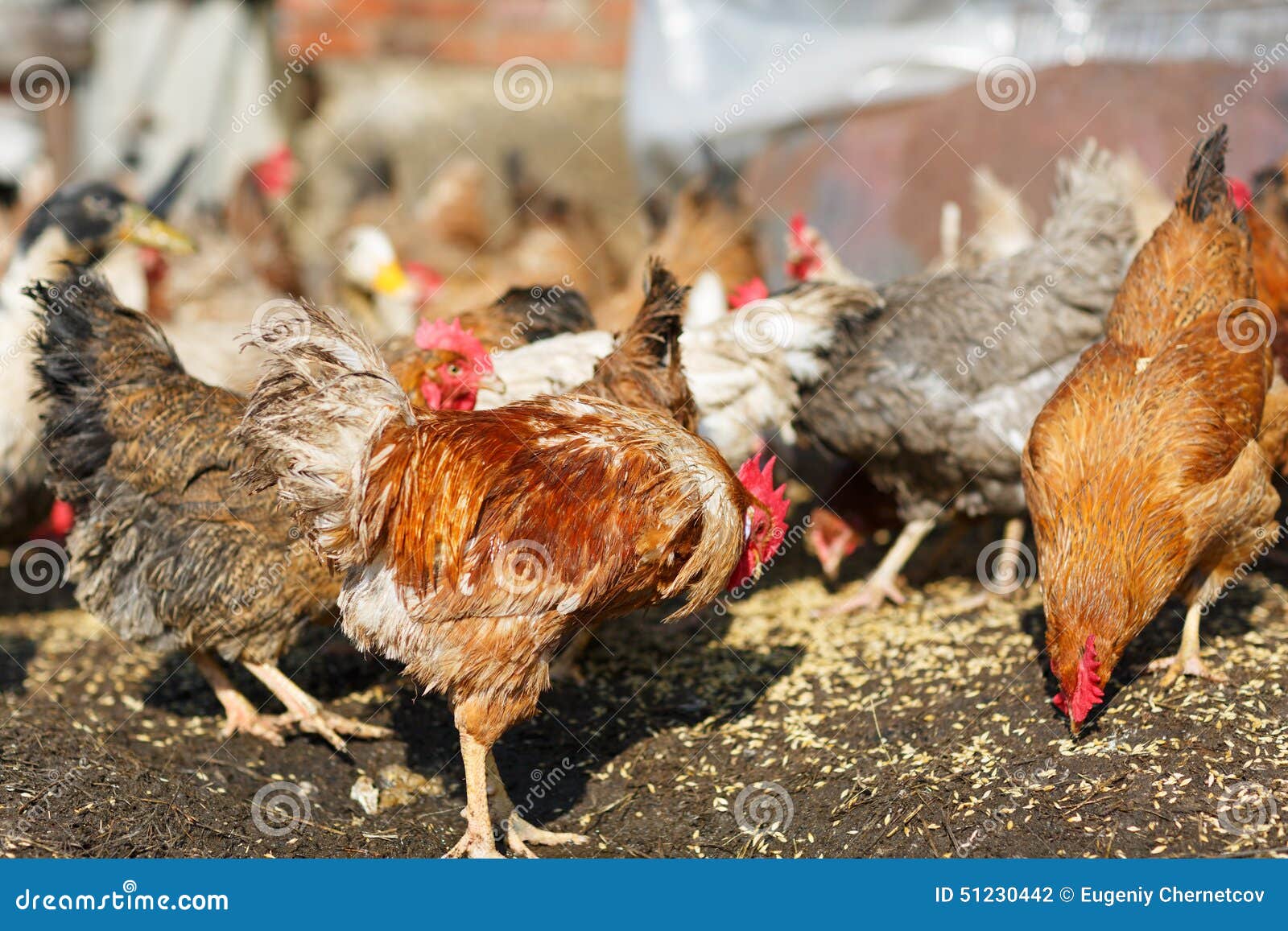 Los pollos comen maíz foto de archivo. Imagen de agricultura 51230442