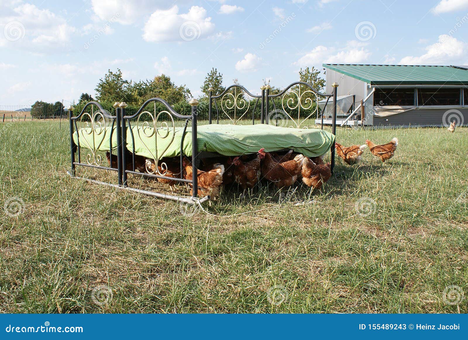 Los Pollos Felices Buscan El Refugio Debajo De La Cama Del Sol Del Mediodía Imagen de archivo - Imagen de proporciona, alimento: 155489243 Los Pollos Felices Buscan El Refugio Debajo De La Cama Del Sol Del Mediodía Imagen de archivo - Imagen de proporciona, alimento: 155489243
