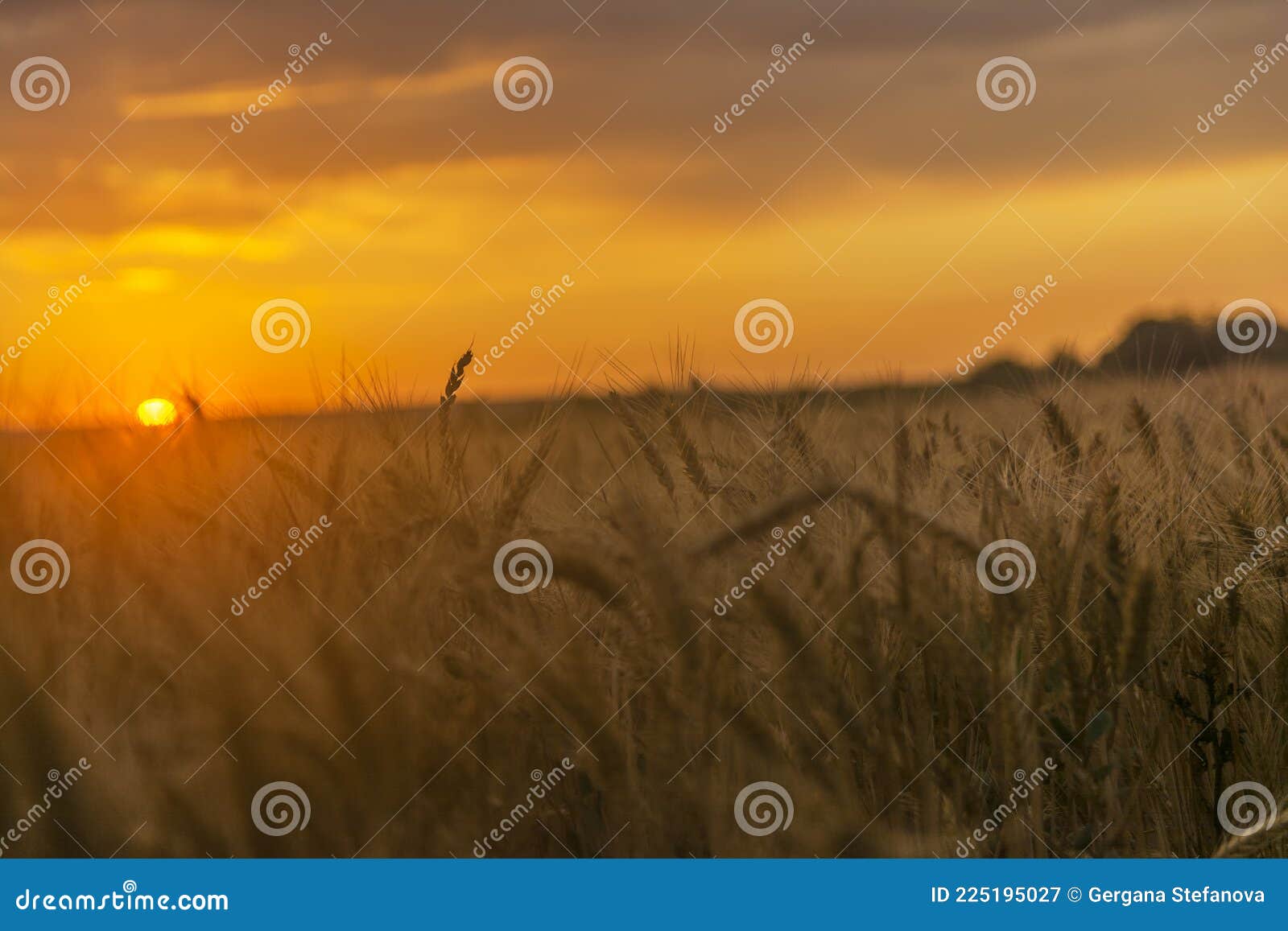 los rayos de sol abrazan el trigo.