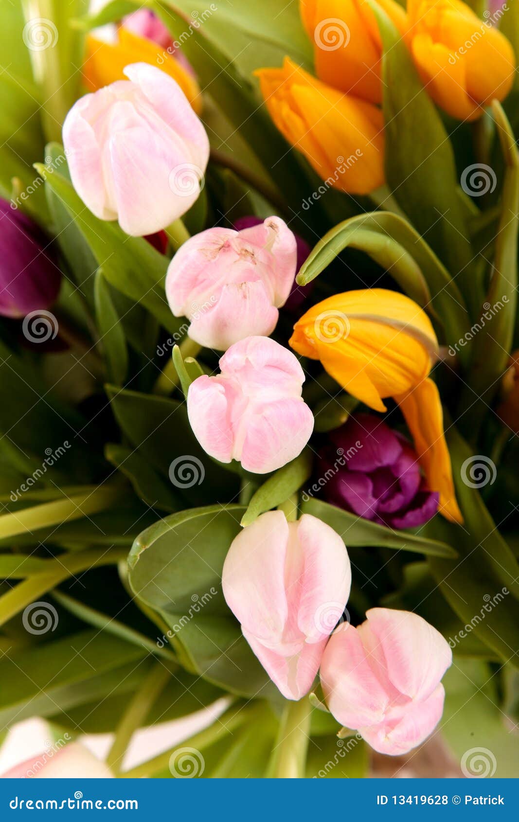 Los tulipanes de Pascua se cierran para arriba. Los tulipanes de Pascua del ramo se cierran para arriba, el foco en la flor de centro, dof bajo. tiro del estudio, fondo blanco.