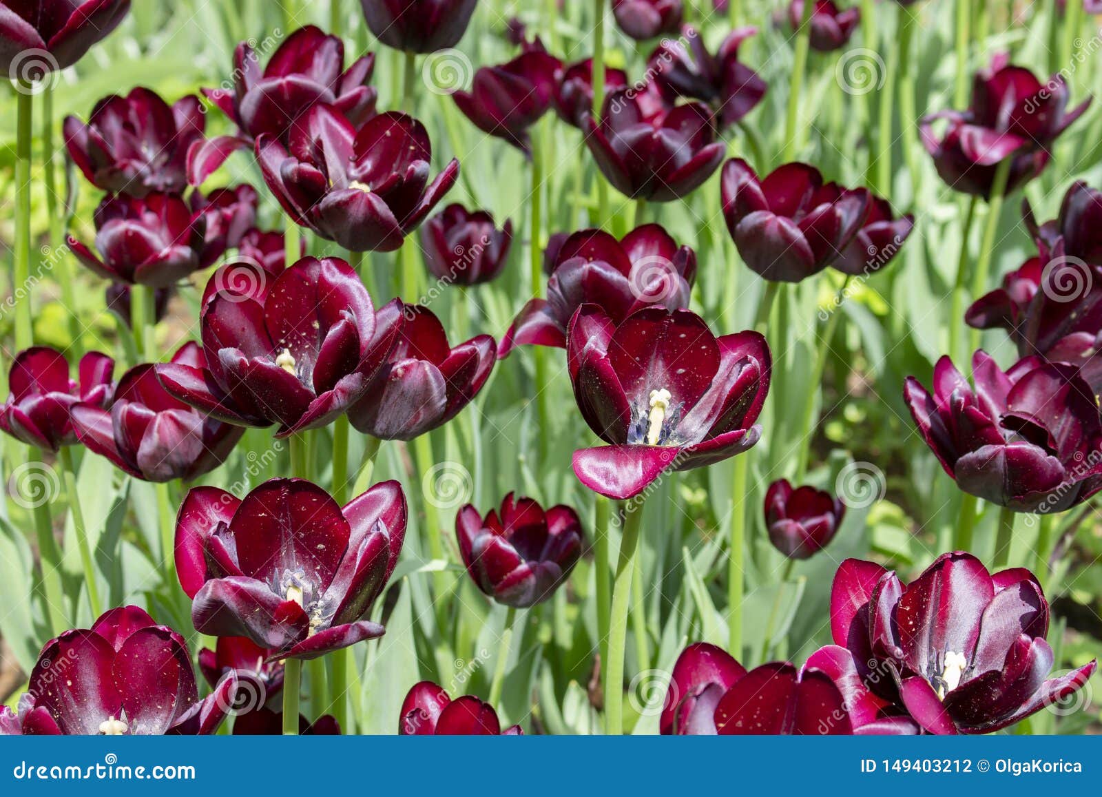 Los Tulipanes Rojo Oscuro Del Vino De Borgoña, Flores Cultivaron Tulipanes Varietales Del Color Oscuro Tulipanes Casi Negros Foto de archivo - Imagen de cultivado, brillante: 149403212 Los Tulipanes Rojo Oscuro Del Vino De Borgoña, Flores Cultivaron Tulipanes Varietales Del Color Oscuro Tulipanes Casi Negros Foto de archivo - Imagen de cultivado, brillante: 149403212