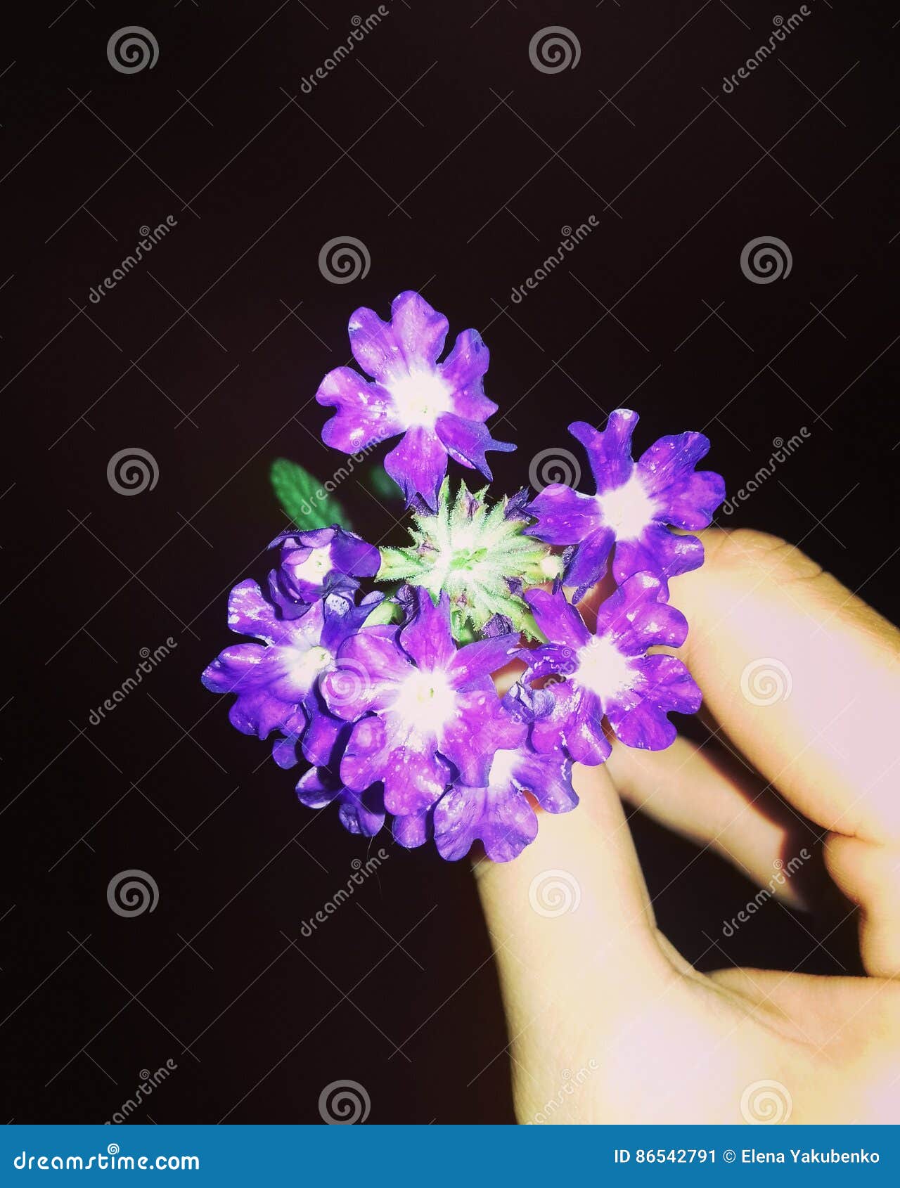 Los Veranos Calientan La Noche, Flor Hermosa Imagen de archivo - Imagen de veranos, verano: 86542791 Los Veranos Calientan La Noche, Flor Hermosa Imagen de archivo - Imagen de veranos, verano: 86542791