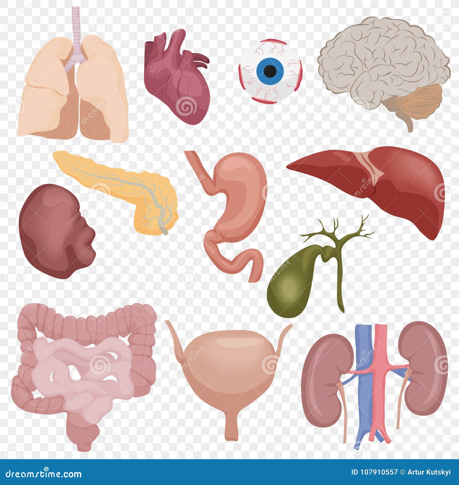 Los órganos De Piezas Internos Del Cuerpo Humano Fijaron Aislado En El