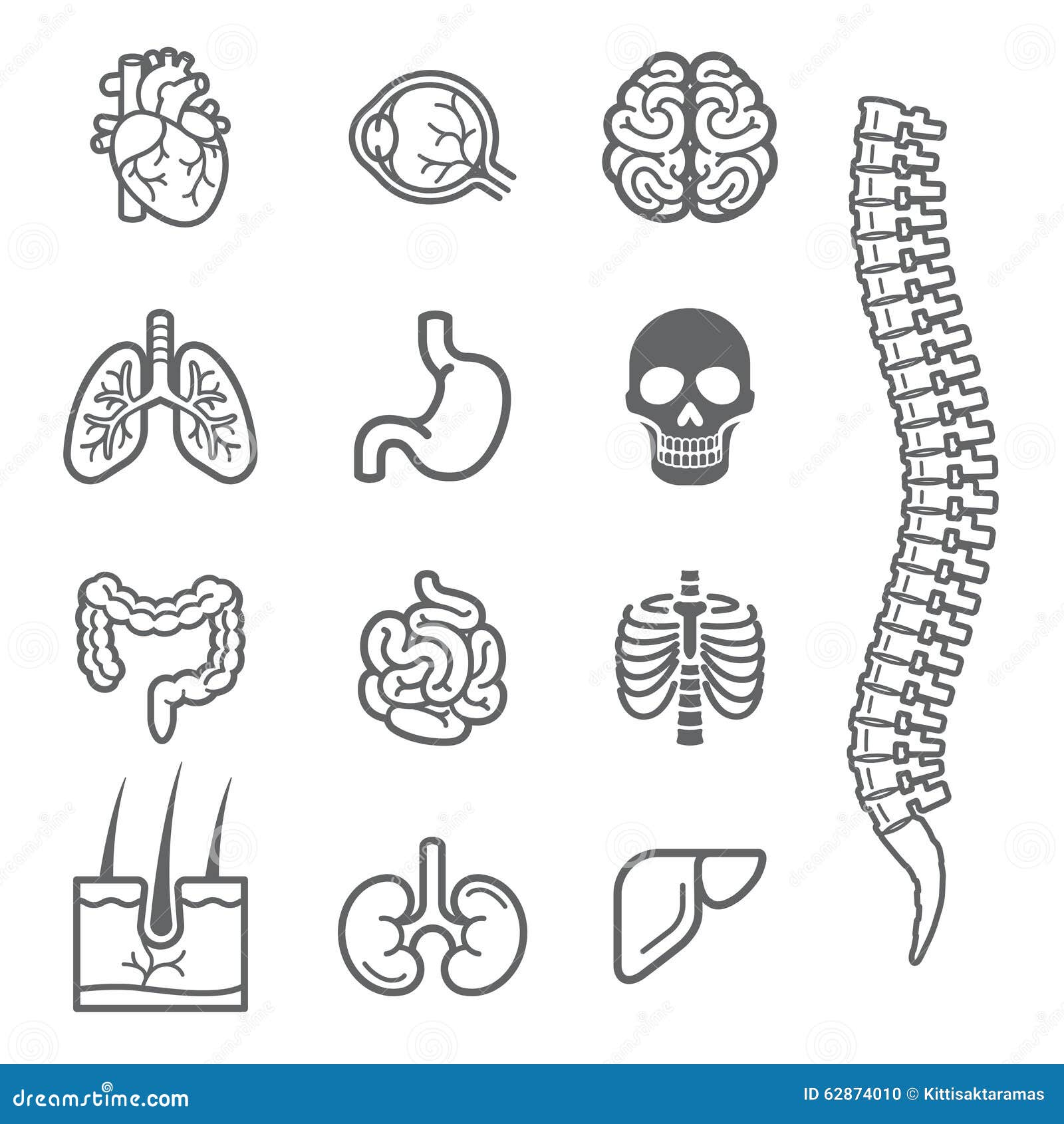 Los órganos Internos Humanos Detallaron Los Iconos Fijados Ilustración