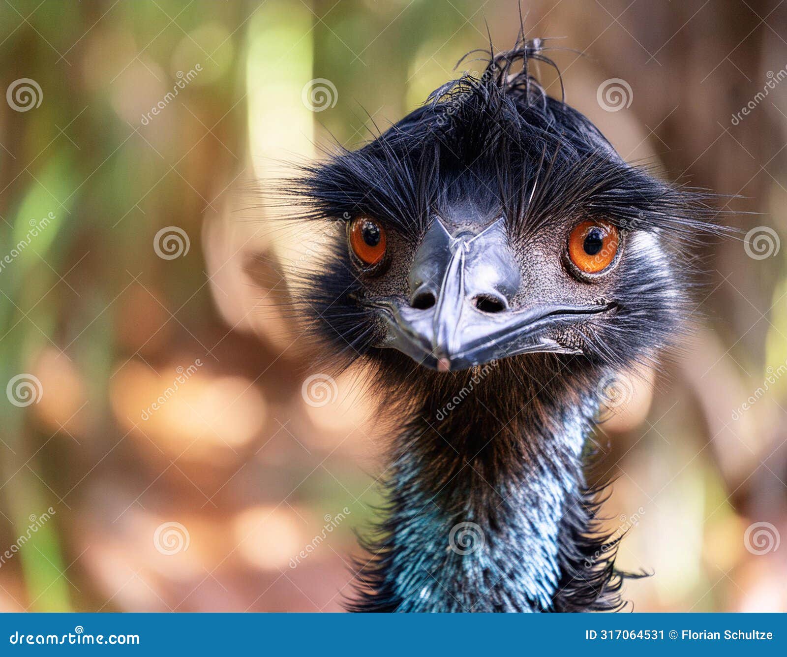 lose-up of an emu in natural habitat looking amused