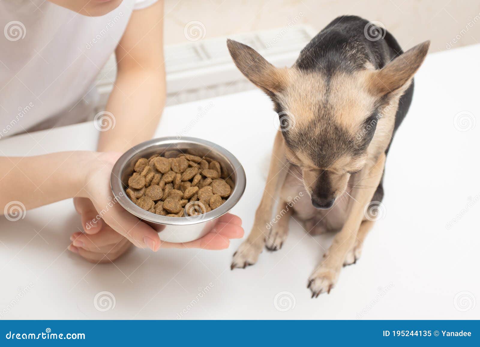 what can i feed my dog with no appetite
