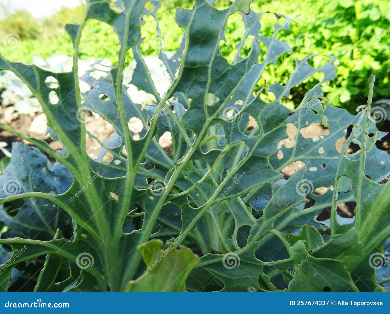 Loss of Cabbage Crop, Plants Damaged by Caterpillars Stock Image