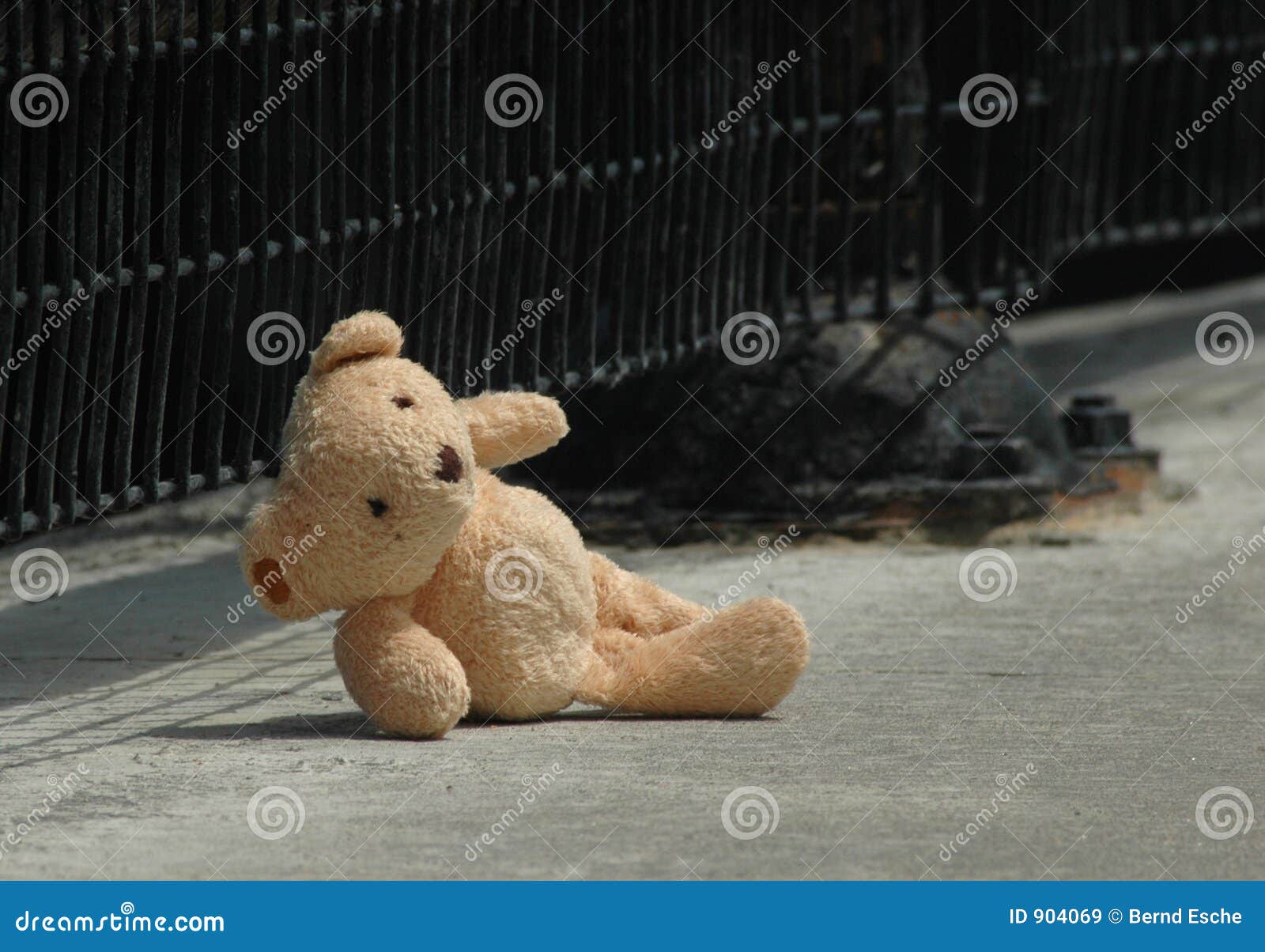 lost bear