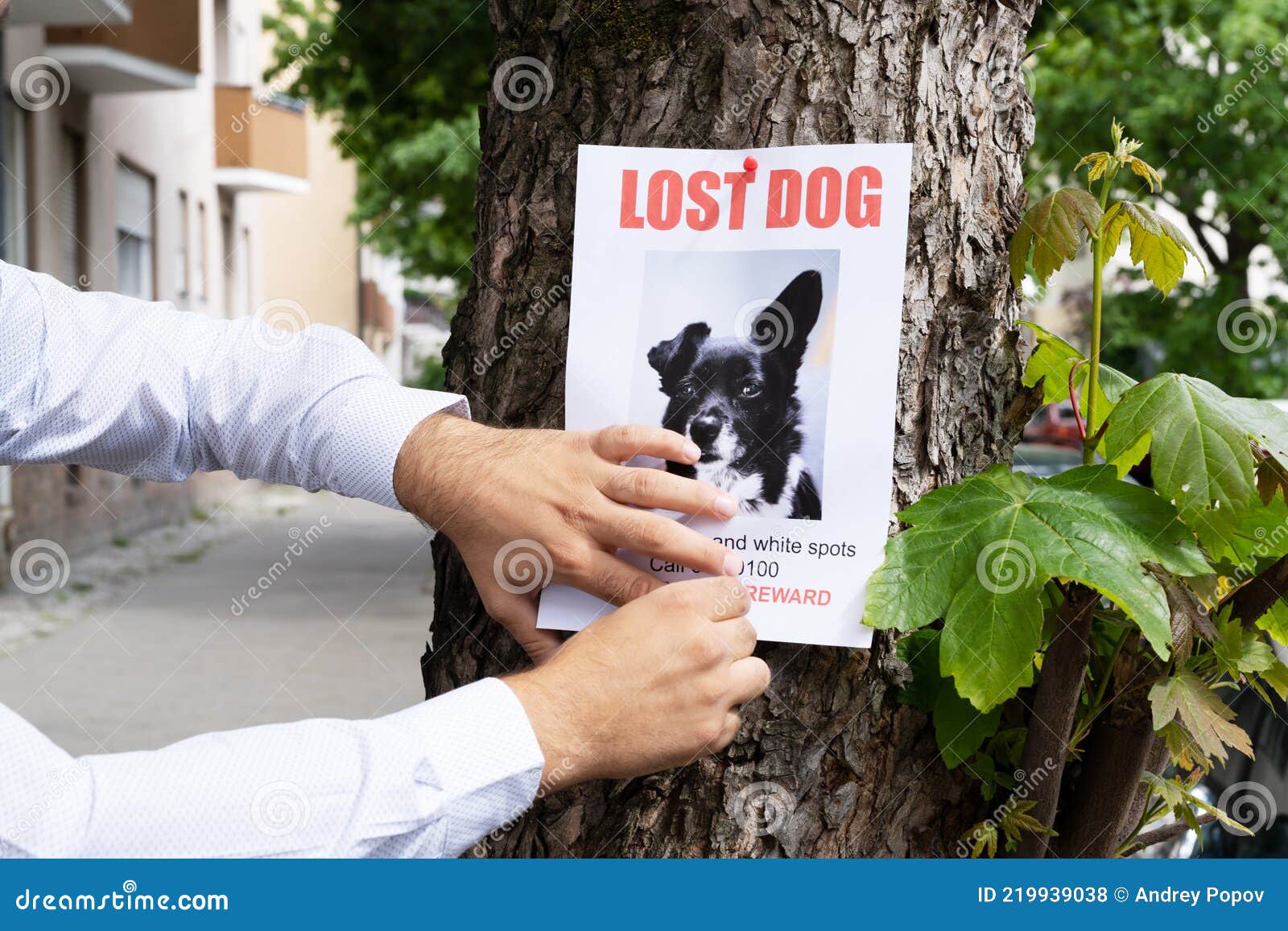 lost dog poster