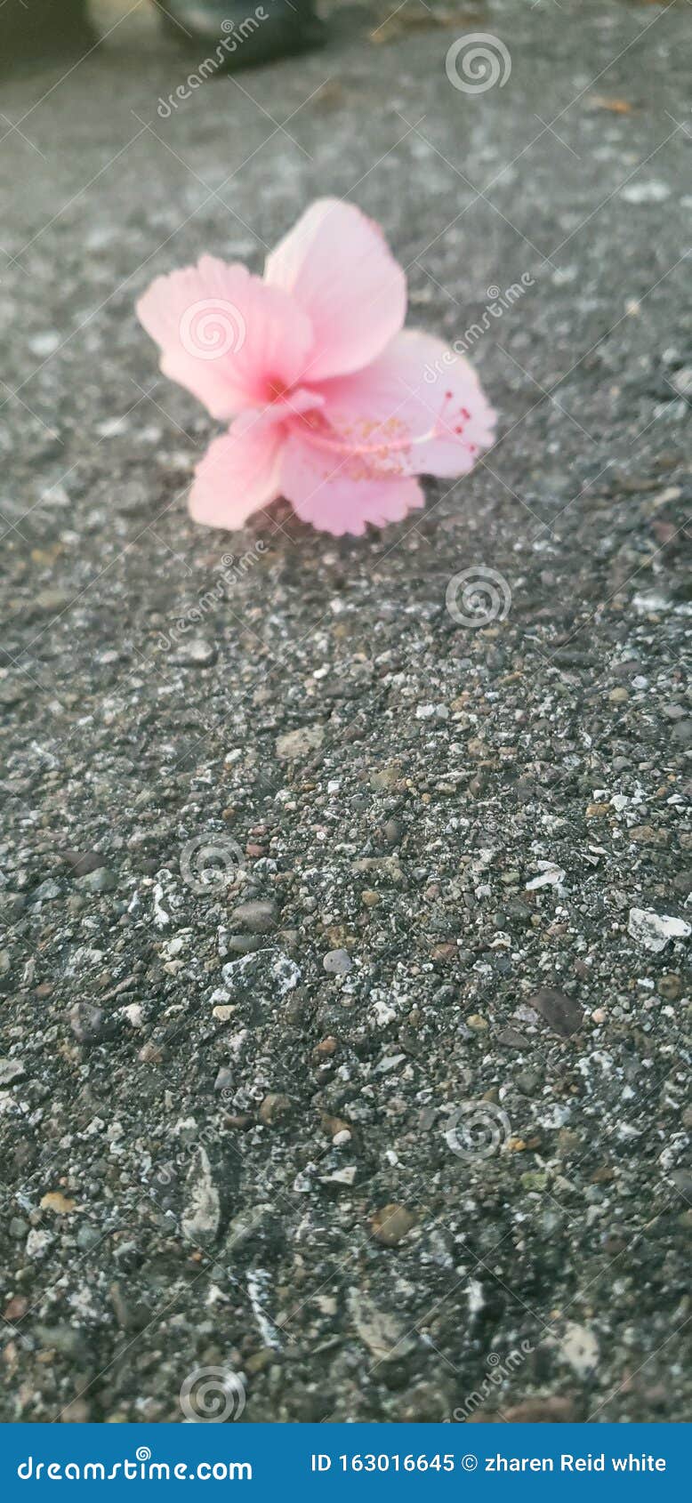 Lost flower stock image. Image of flower, petal, lost 163016645