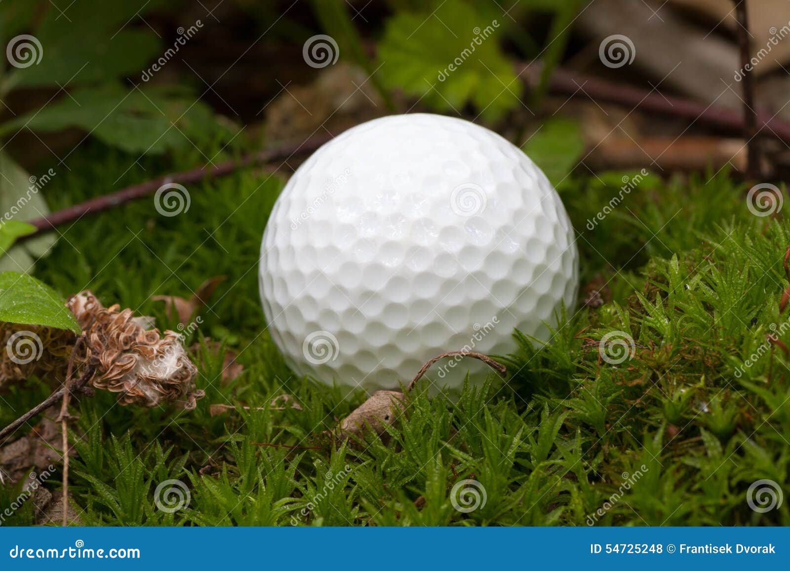 Lost Golf Ball stock photo. Image of leaves, white, moss 54725248