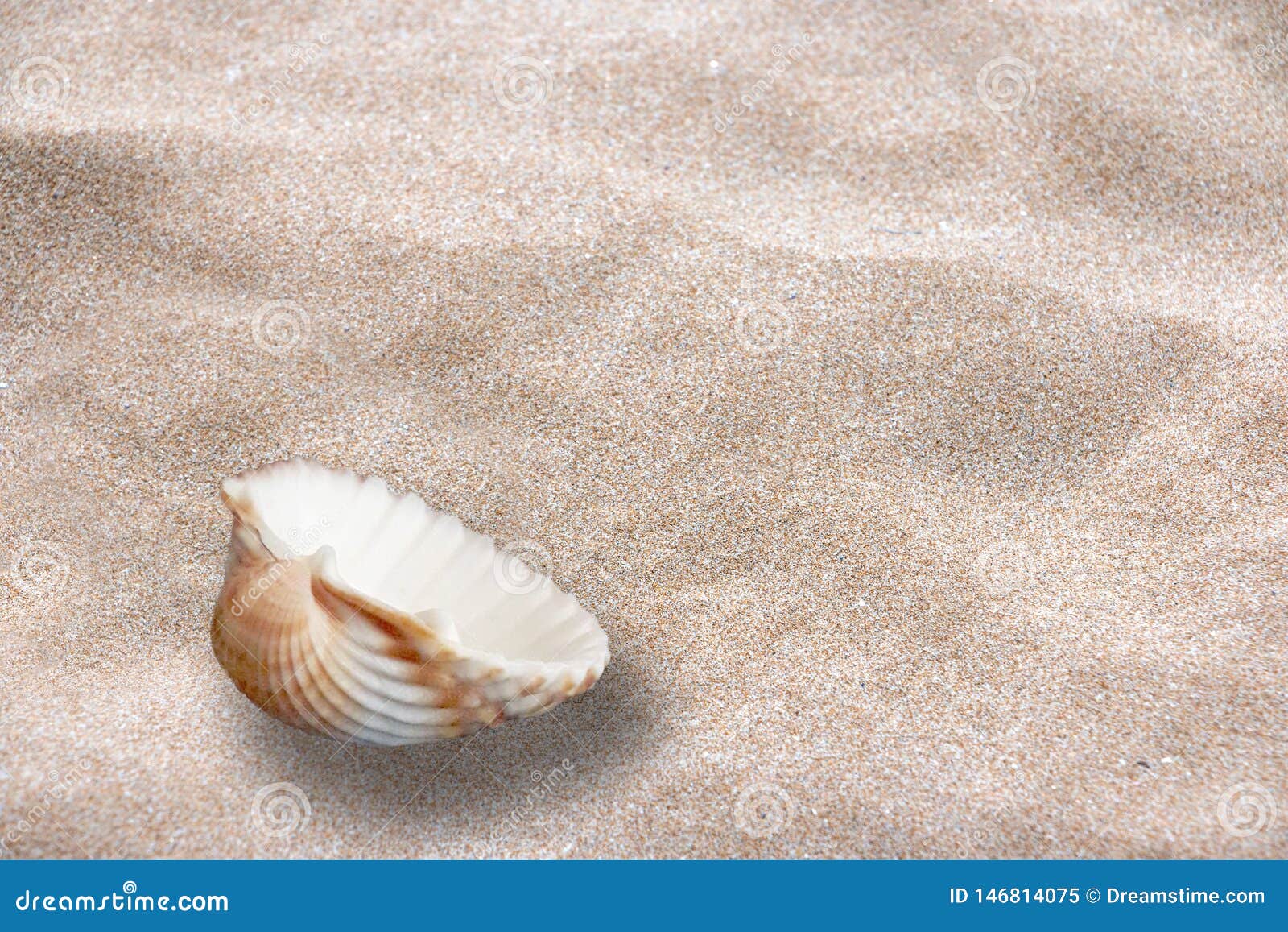 lost sea shell on the sand