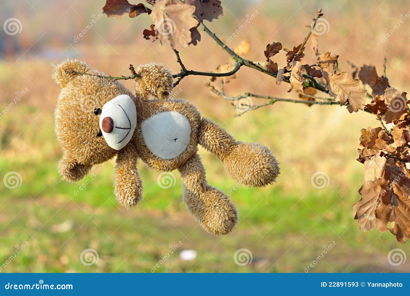 Lost Teddy Bear Stock Photos - Image: 22891593