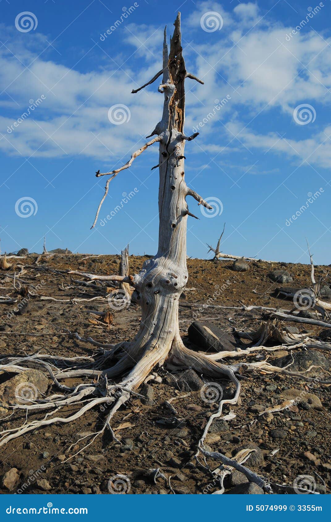 The lost tree stock image. Image of eroded, mountains - 5074999