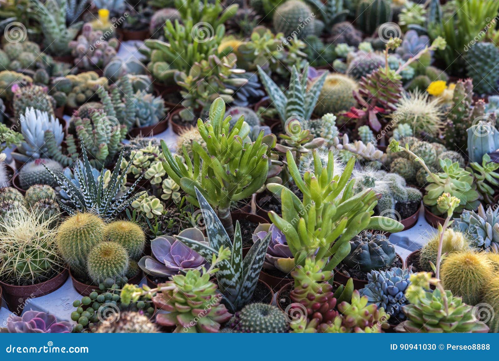 A Lot of Beautiful, Small Multi Colored Cactus on the Store Shelf Stock