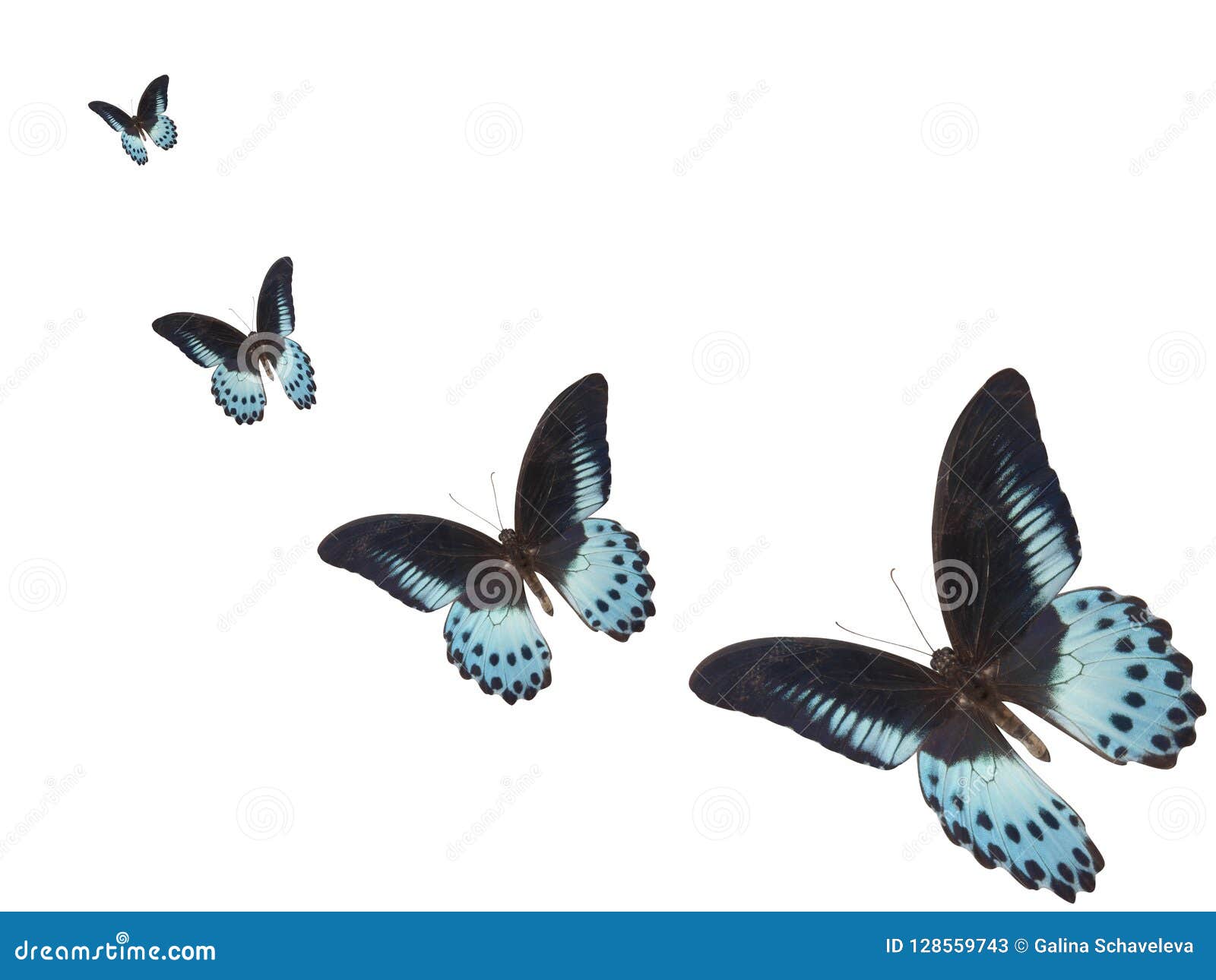 A Lot Of Blue Butterfly Flies Away Stock Image Image of summer