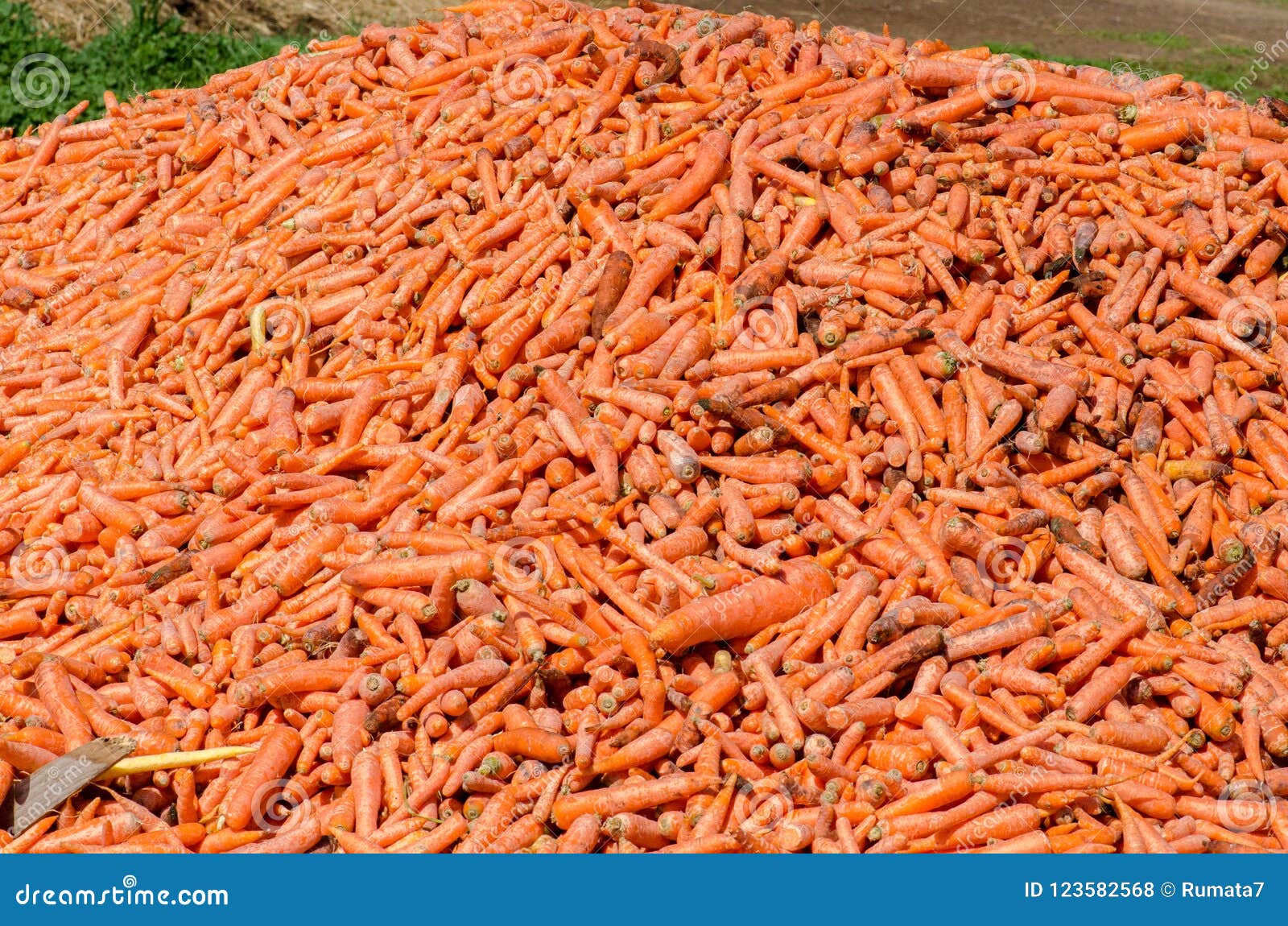 Lot of Carrots for Horses Feeding Stock Photo Image of cattle