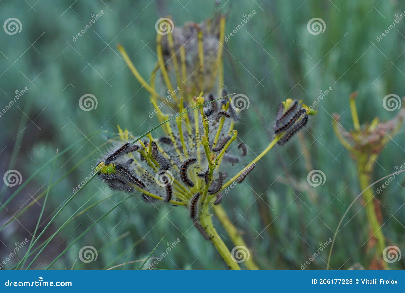 A Lot of Caterpillars Eat Plant Branches Stock Photo Image of