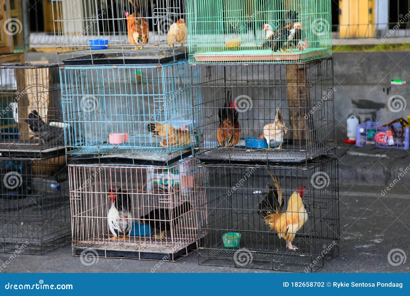 A Lot of Chicken in the Cage Stock Photo Image of wall, city 182658702