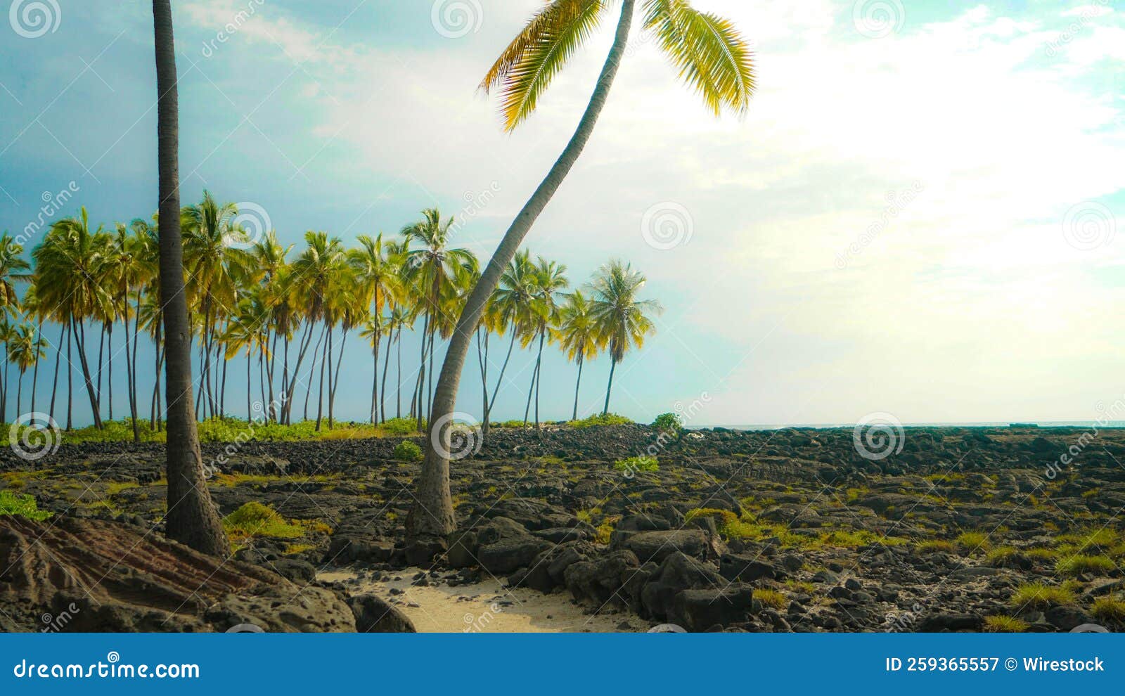 Lot of Coconut Trees on a Rocky Land Stock Image Image of vacation