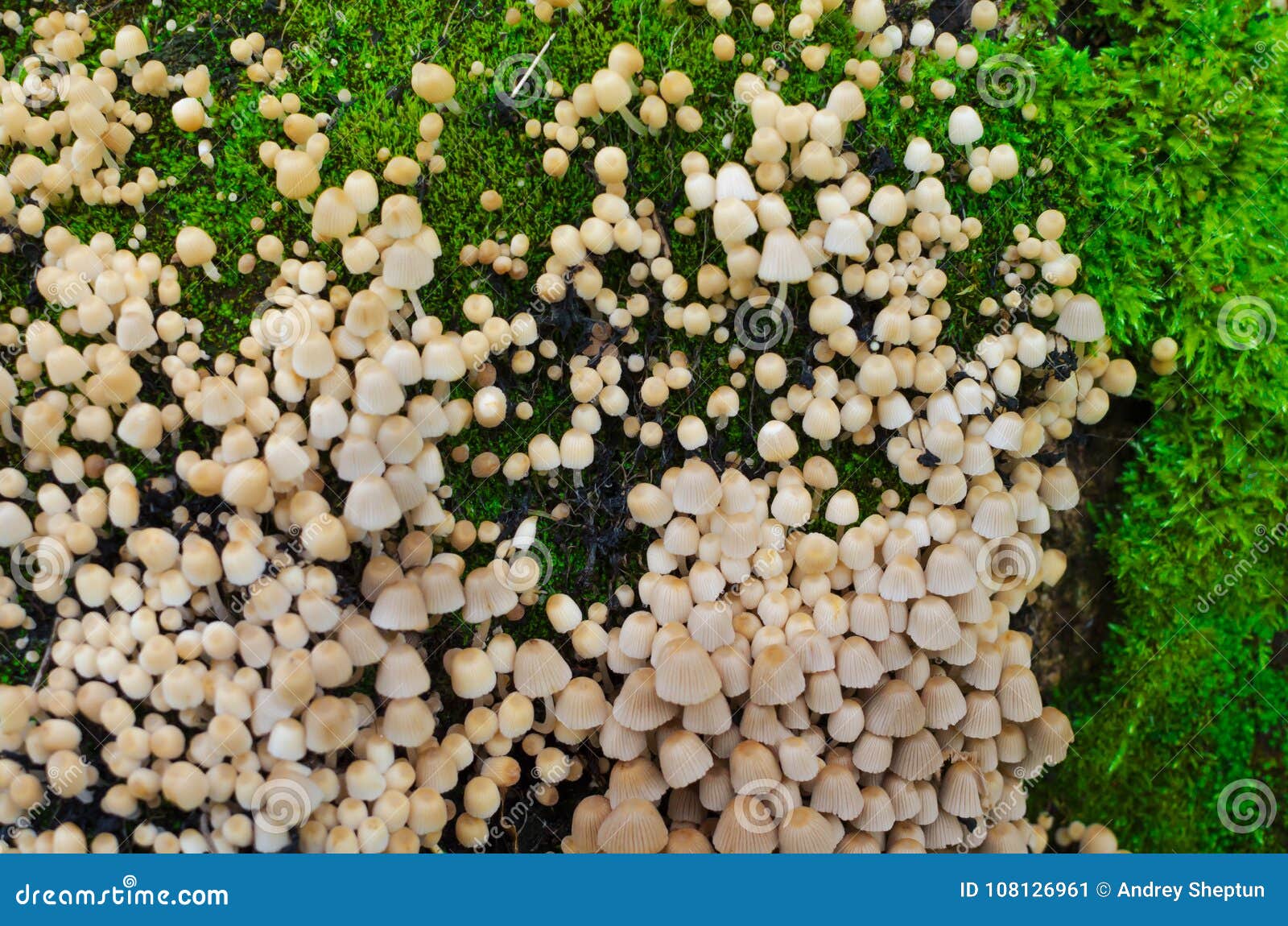 a lot of coprinellus disseminatus, aka fairy inkcap and trooping crumble cap on an old stump, covered with juicy green