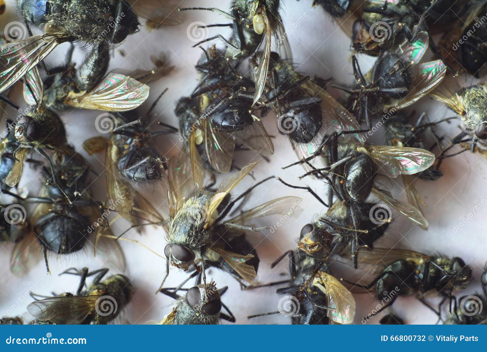 A lot of dead flies stock photo. Image of hairy, small 66800732